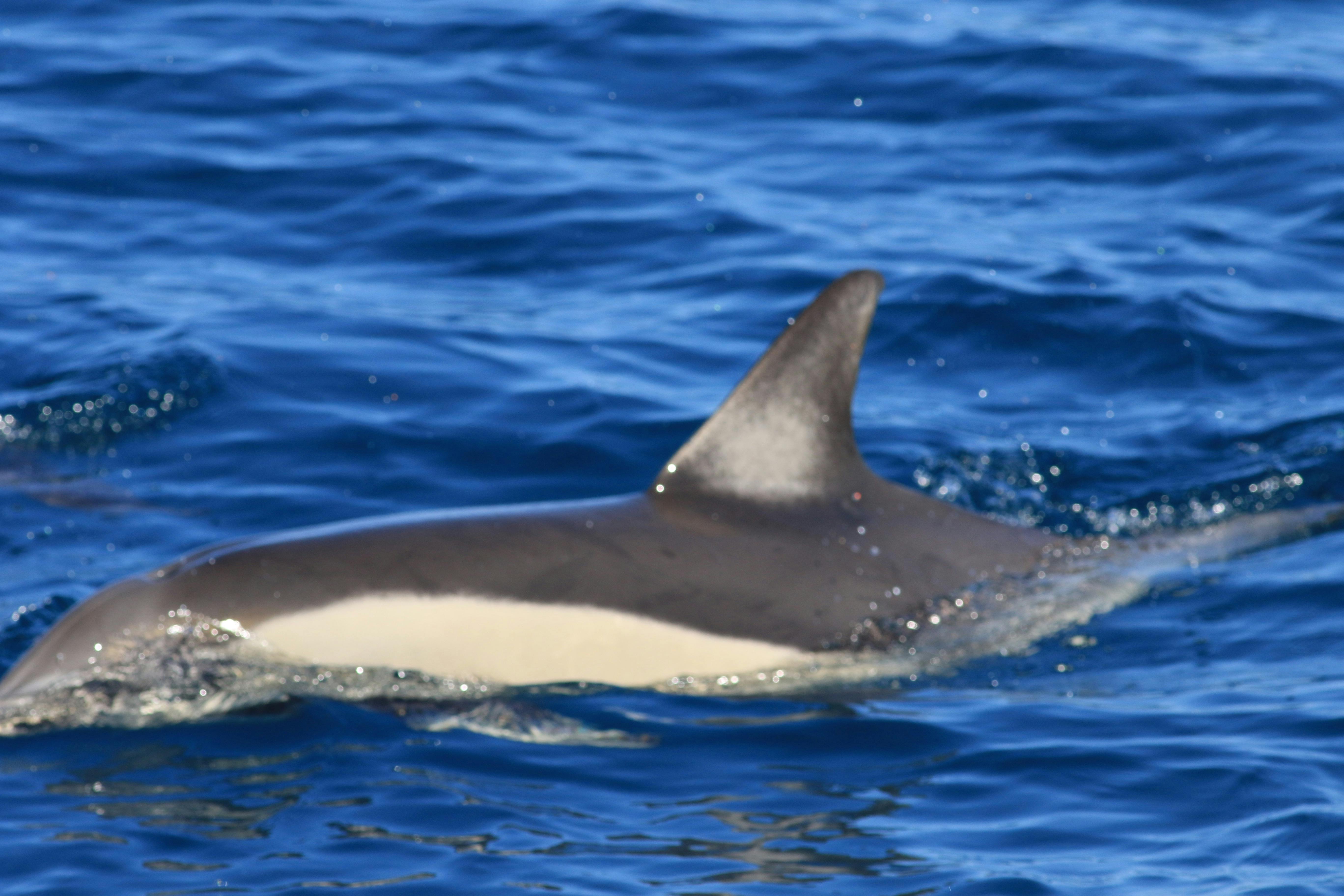 common dolphin