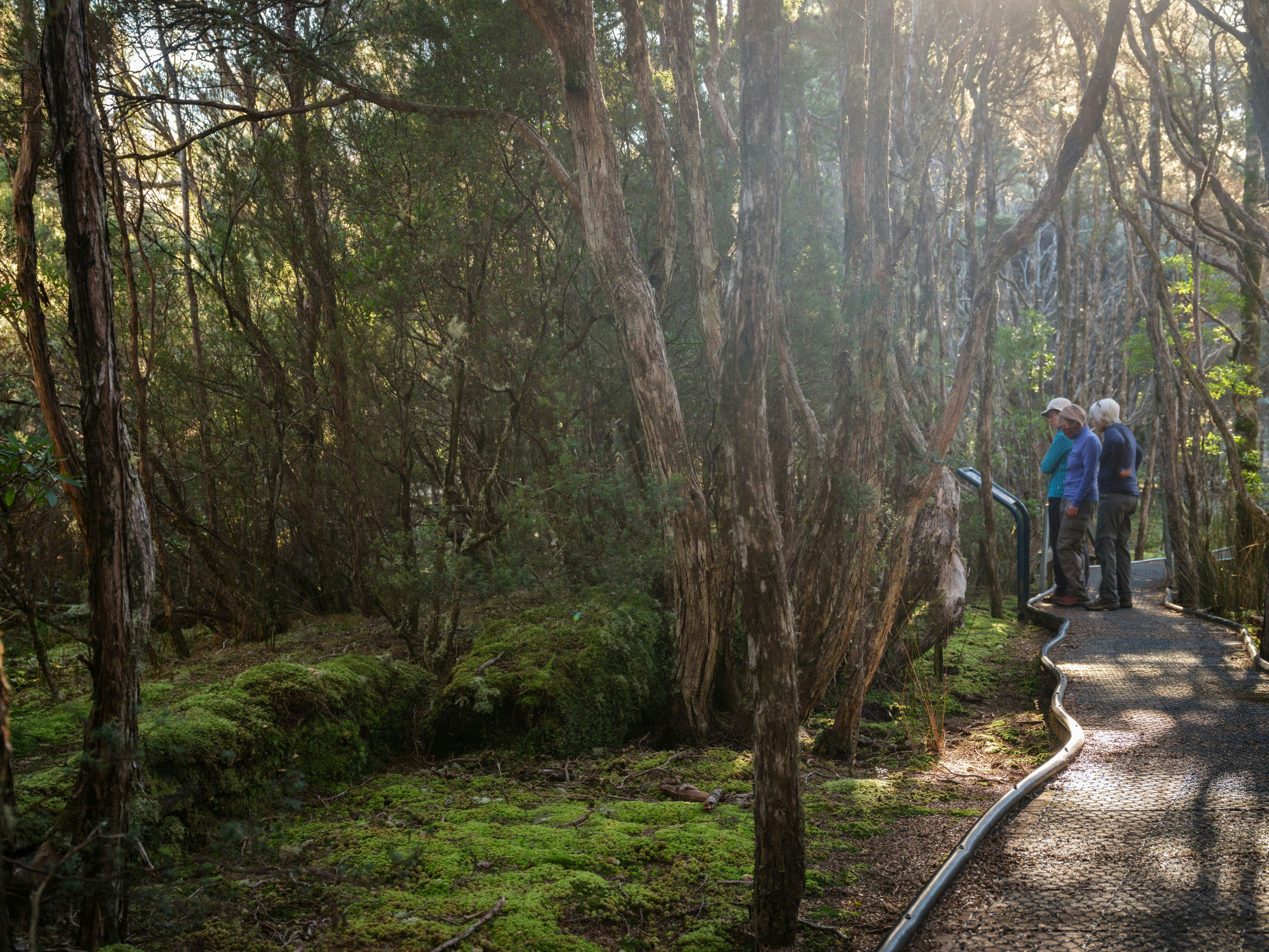 three people stand reading a sign a way along a boarded path in a forest with filtered light.