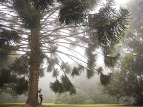 Woman standing underneath tree in Mt Glorious Day Use Area in thick fog