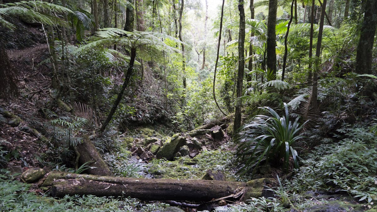 Lush rainforest of Springbrook National park