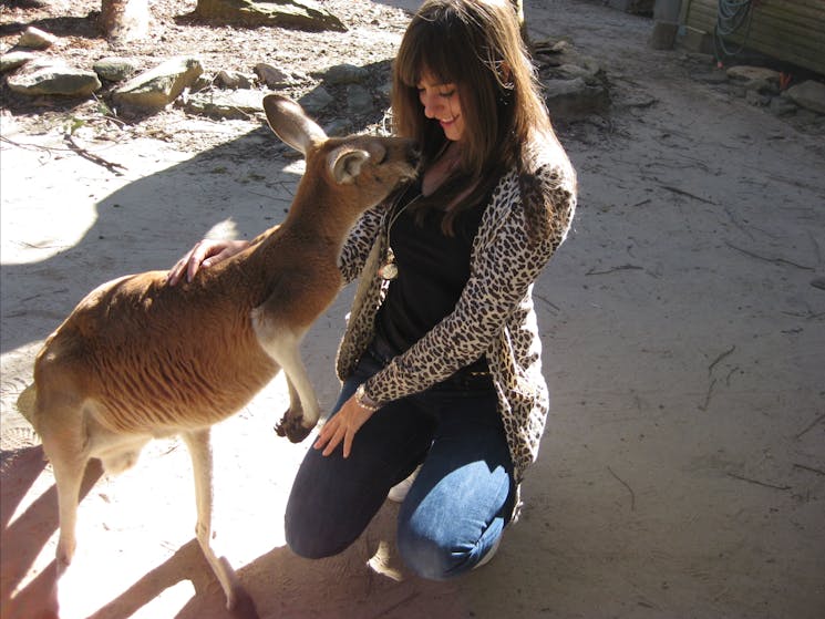 Kangaroo, koala, Australian animals, day tour