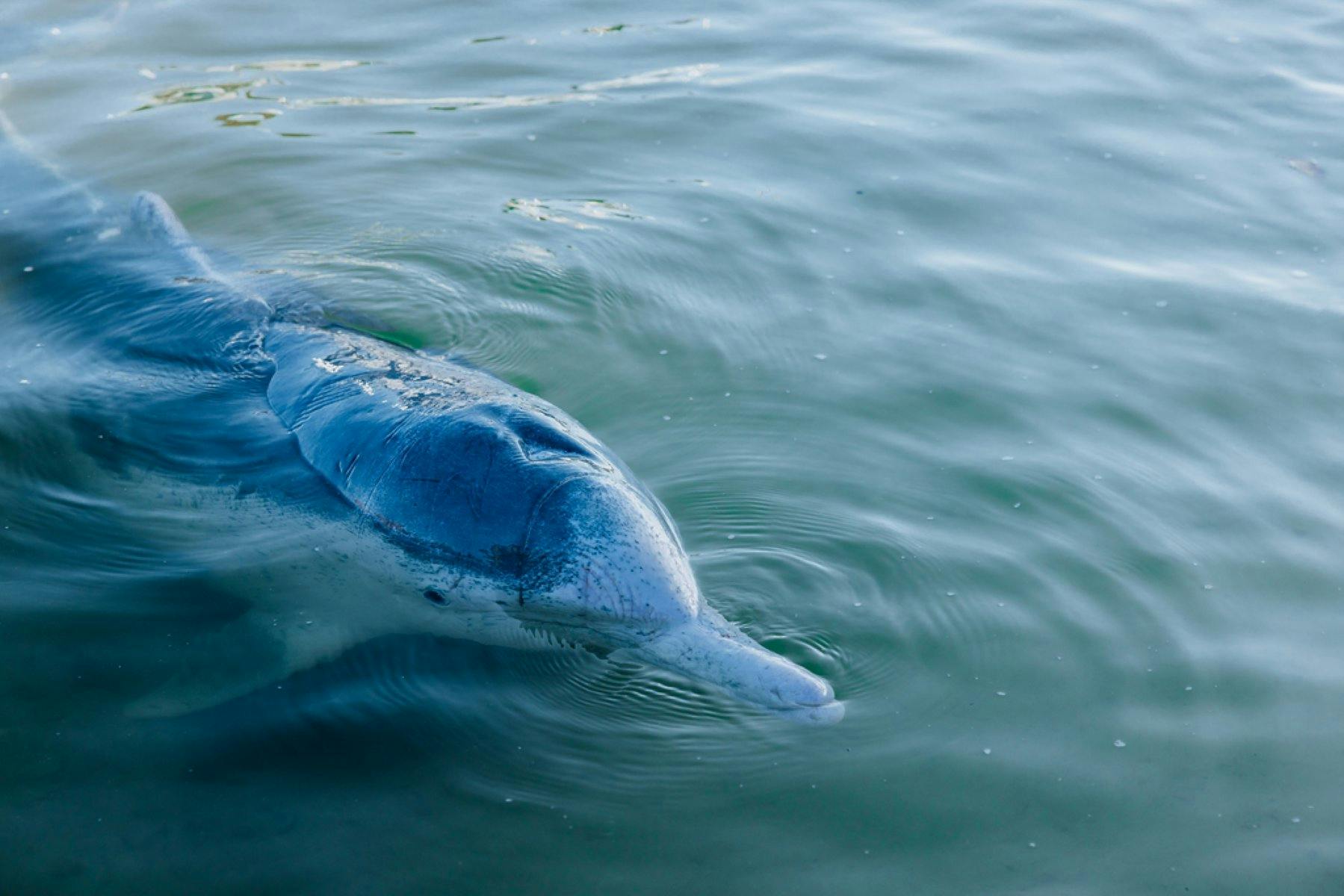 Dolphin Feeding at Tin Can Bay