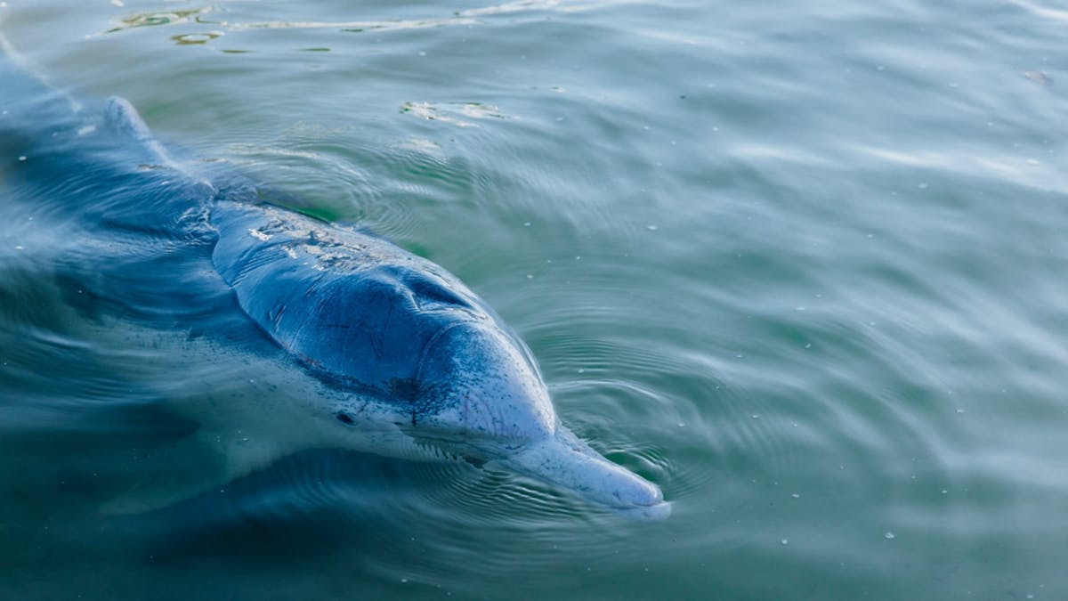 Australian Humpback Dolphin in the waters at Tin Can Bay