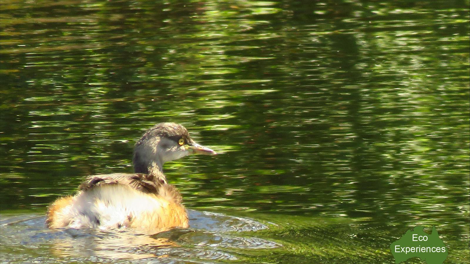 Australasian Grebe
