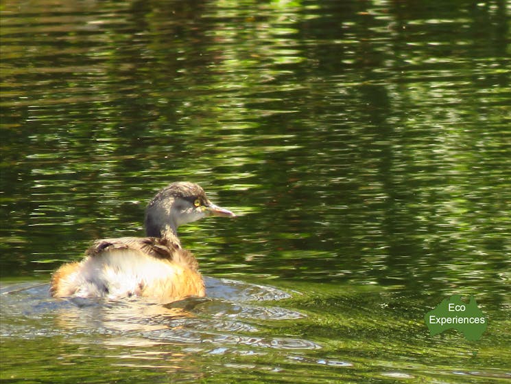 Australasian Grebe