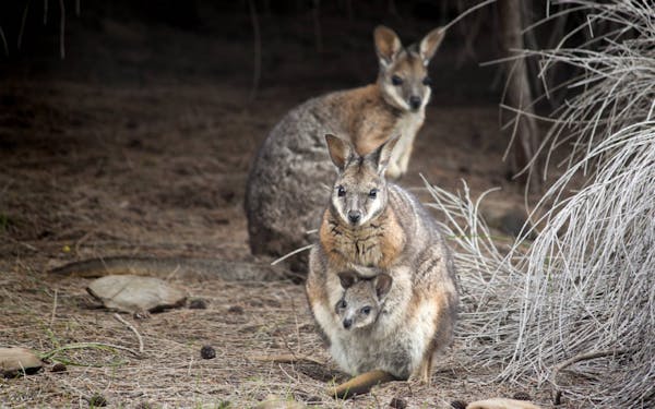Timber Creek Walk - Cape Gantheaume Conservation Park