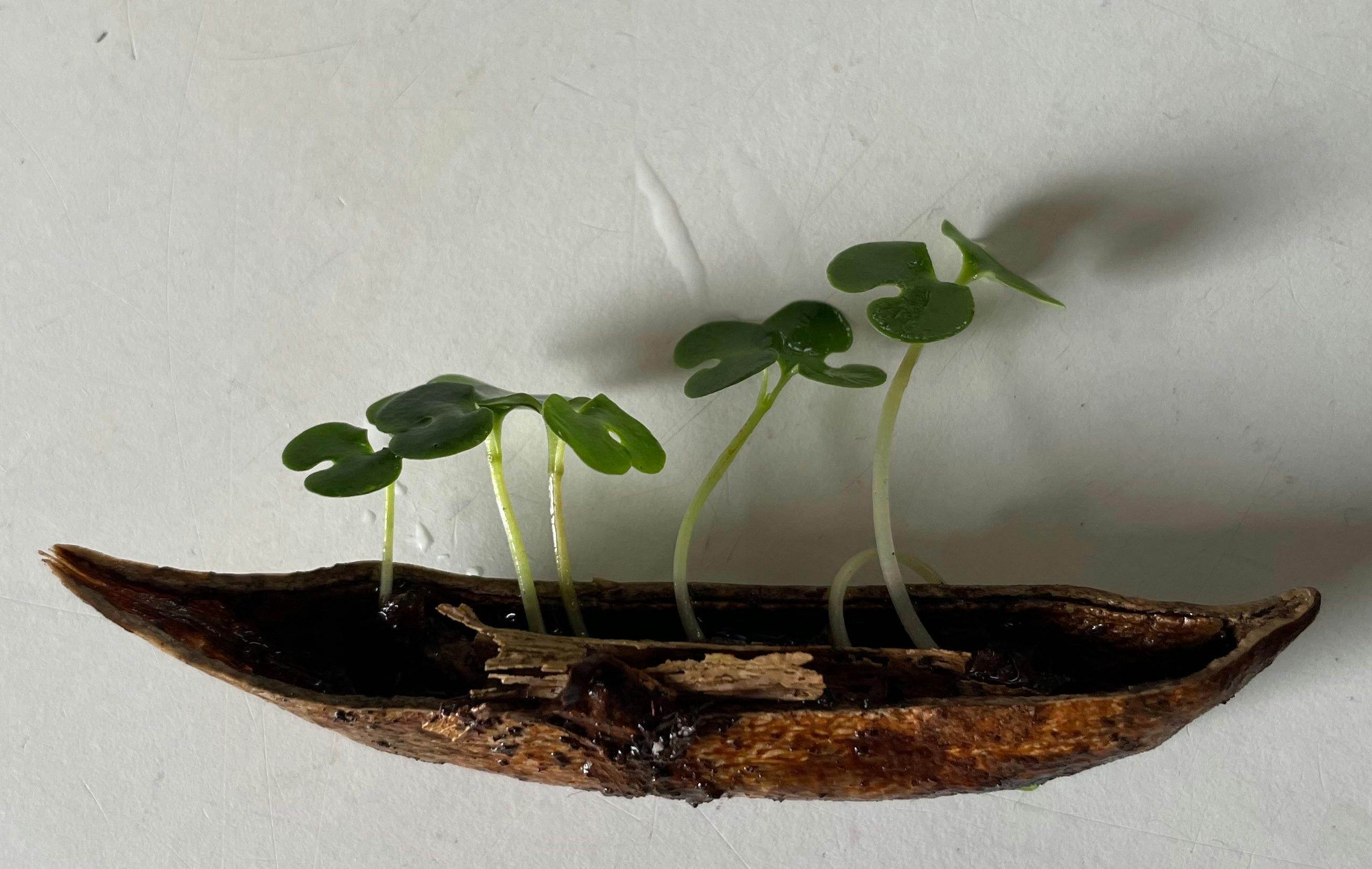 Photo of a seed pod with seedlings growing. Rainforest  rehabititation