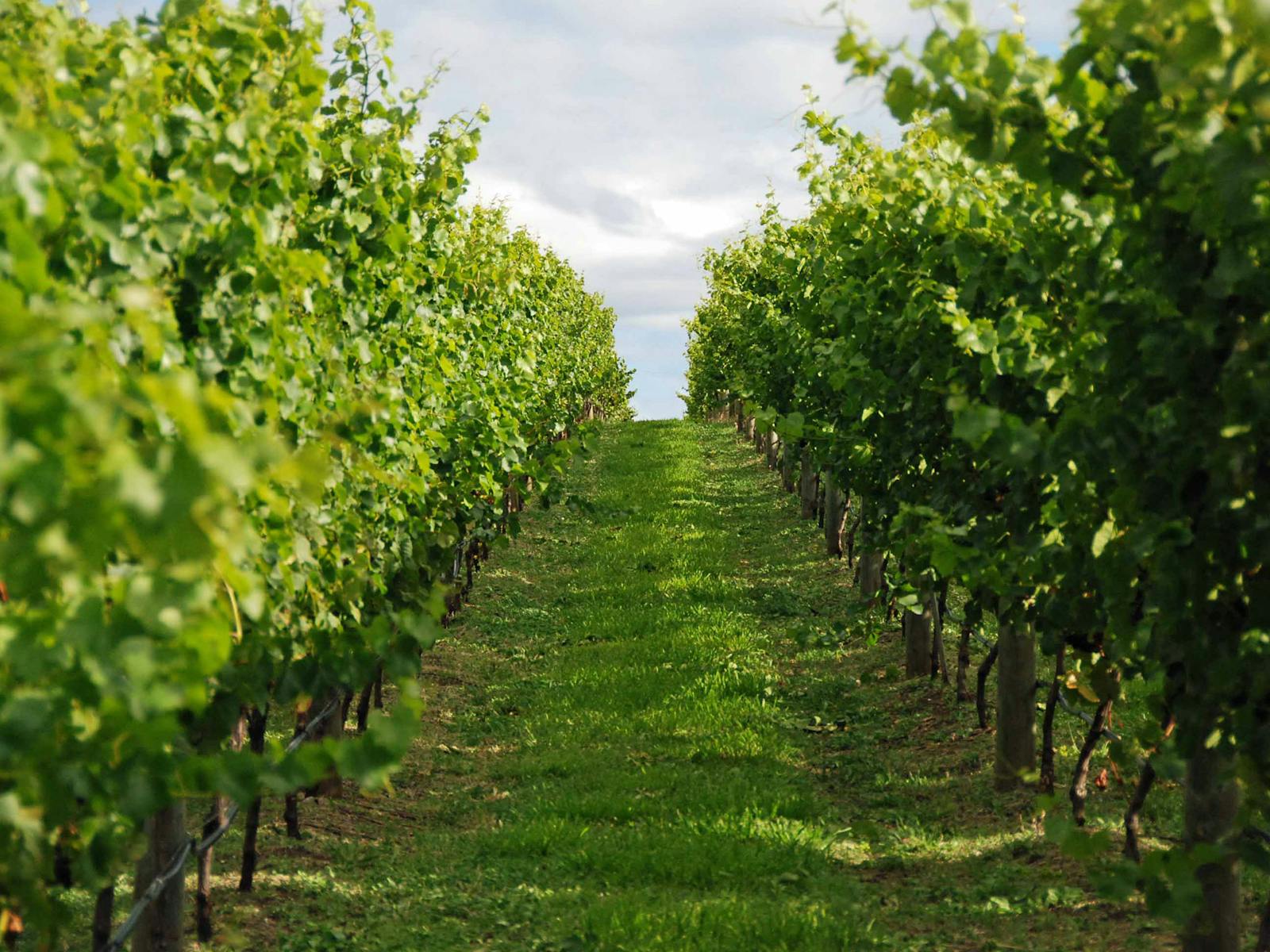 Bangor Wine in the Vines Tour - enjoy Bangor wine and local produce among the vines.