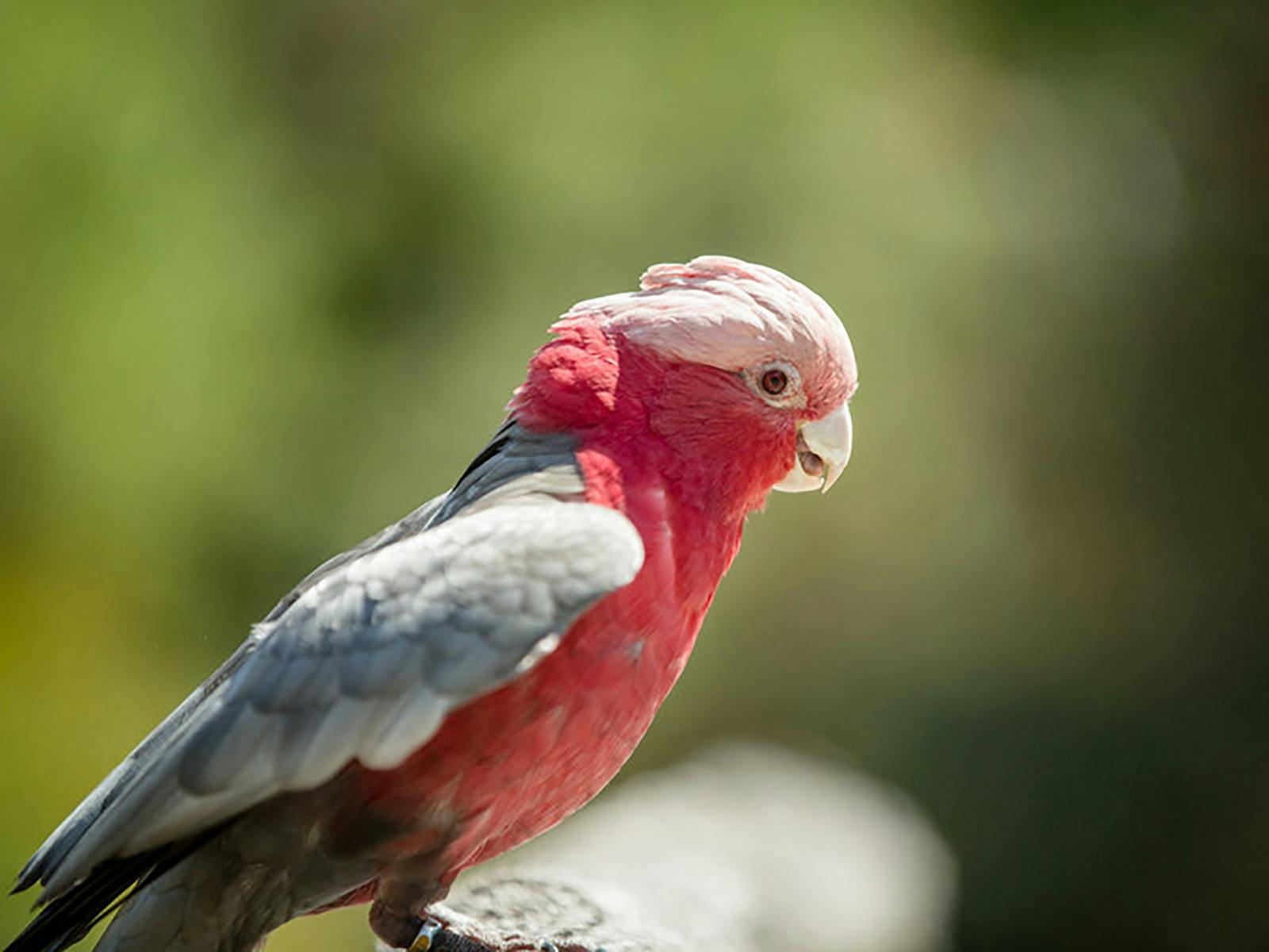 Galah