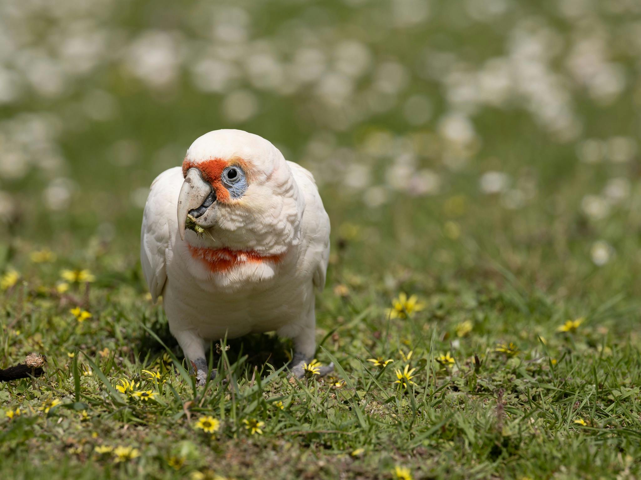 a Long-billed Corella foraging on the grass