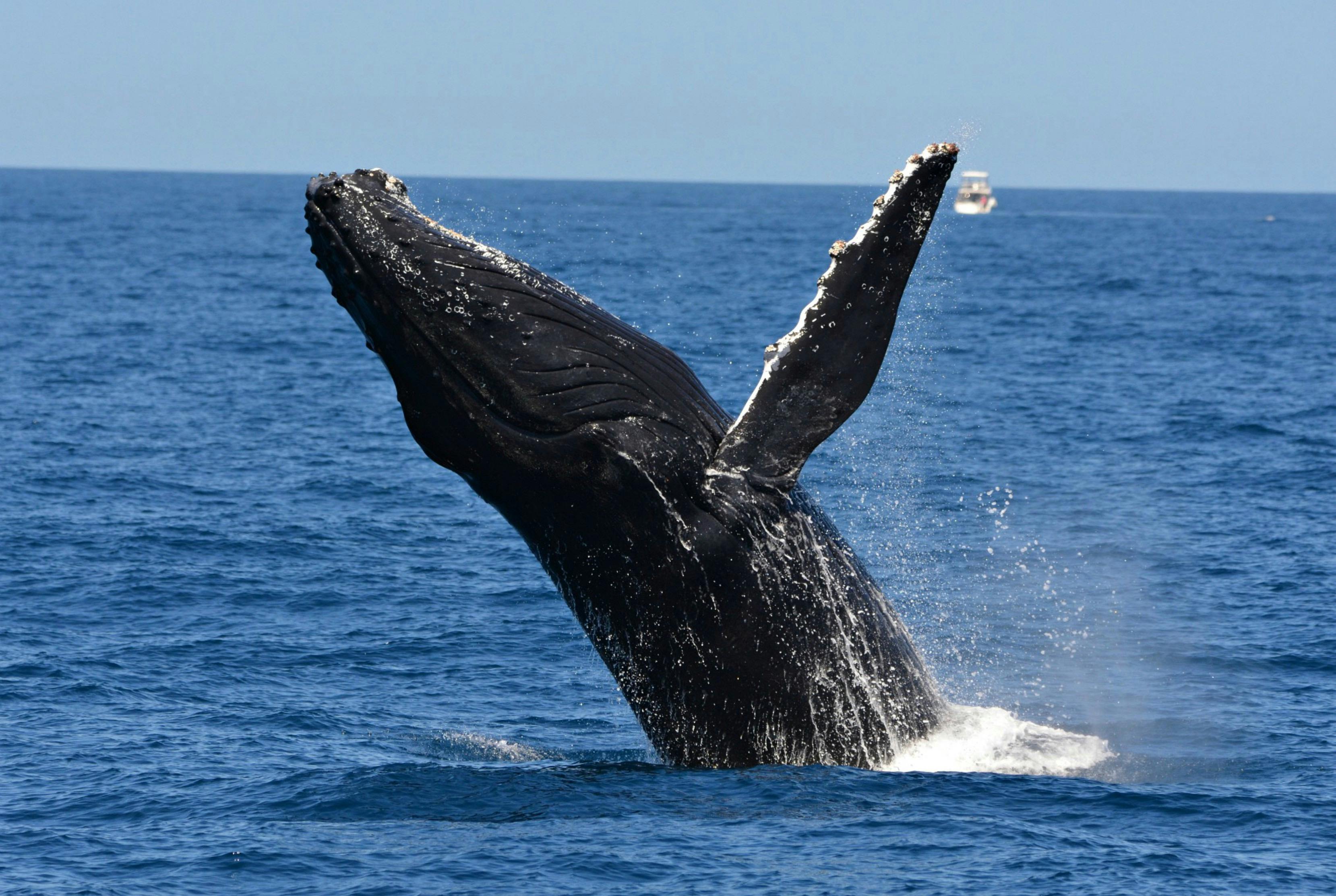 Premier Whale Watch Experience Perth
