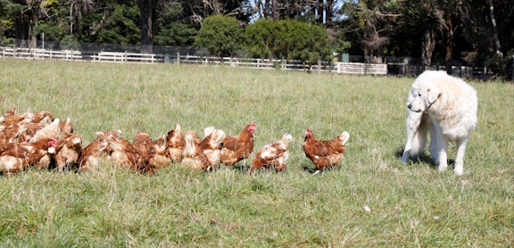 Somerville Egg Farm
