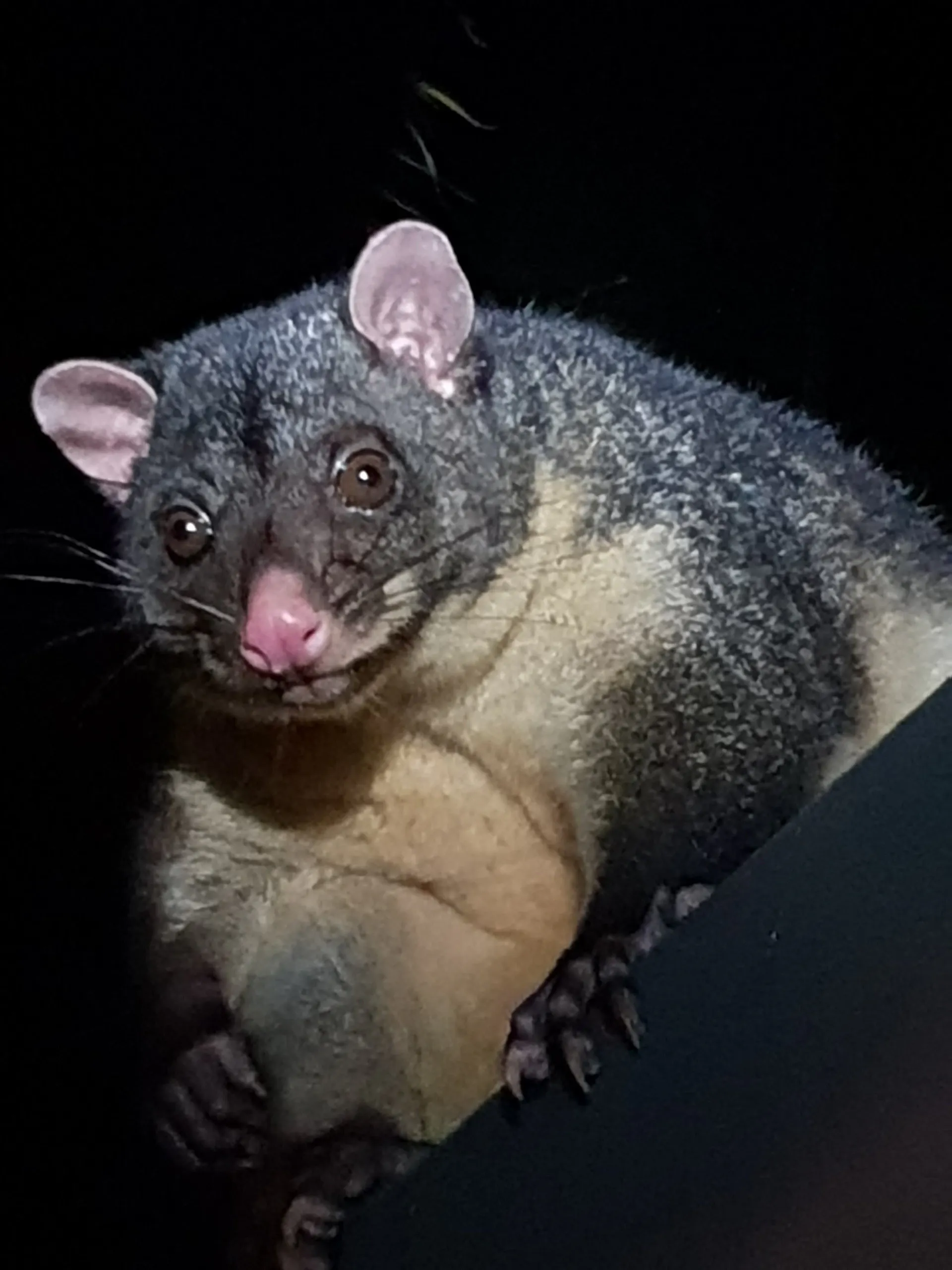 Short eared possum