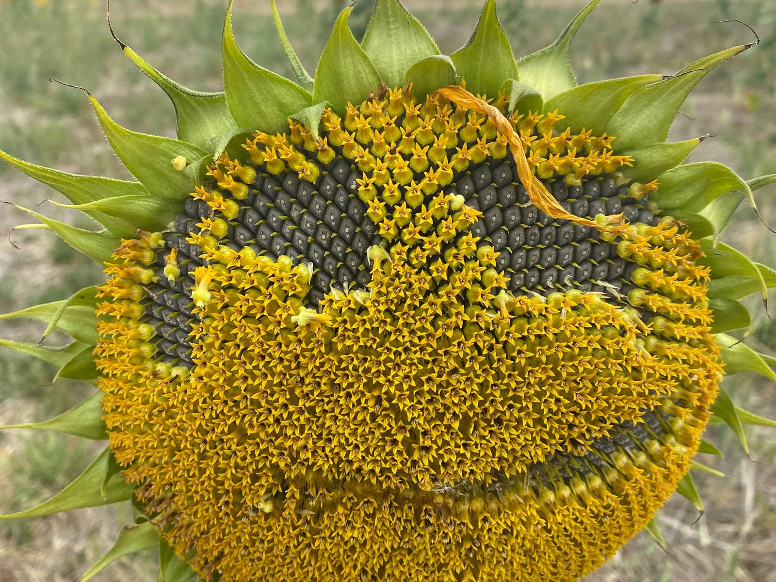 Atkins Farm Sunflowers