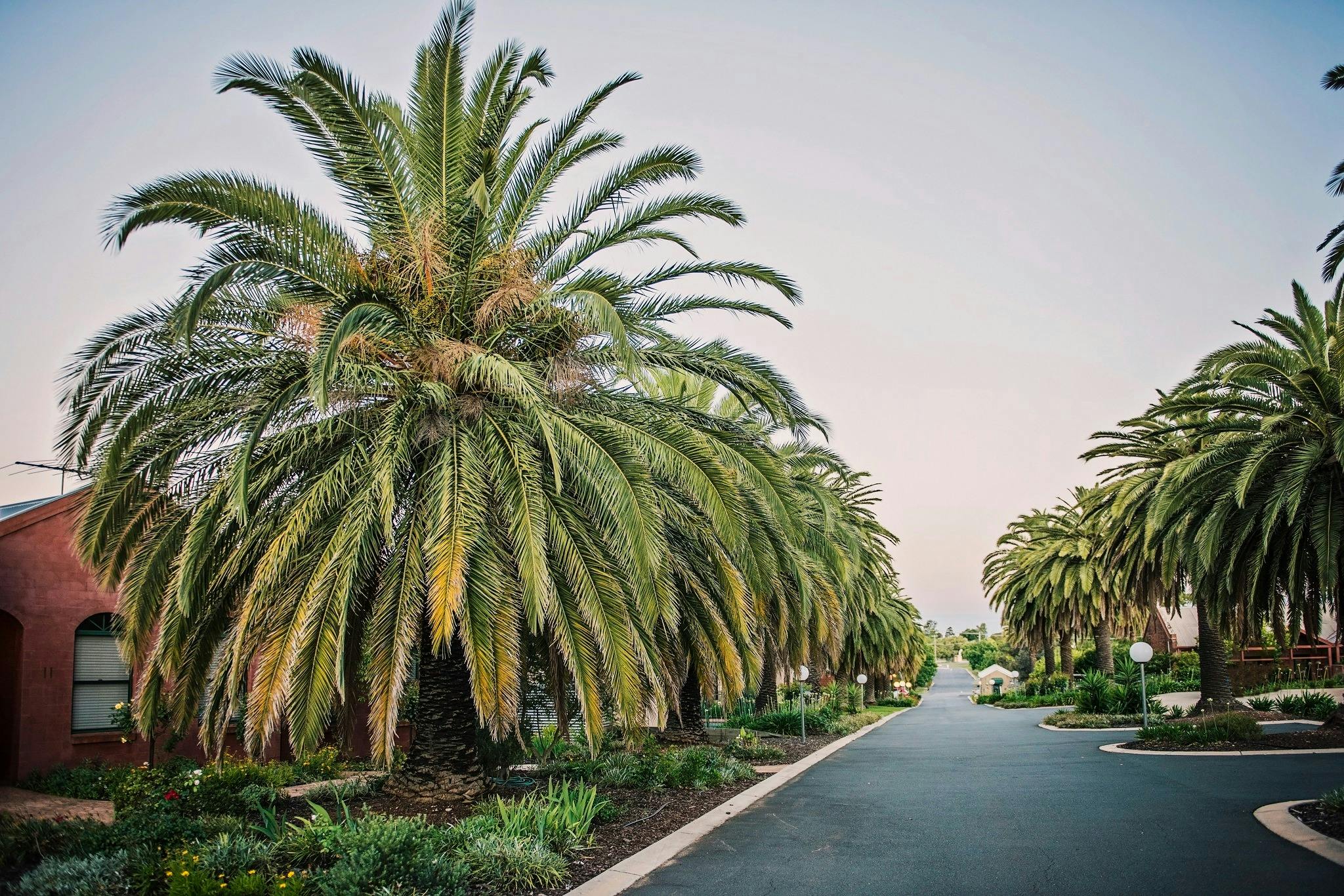 Driveway - Tuileries at De Bortoli Rutherglen