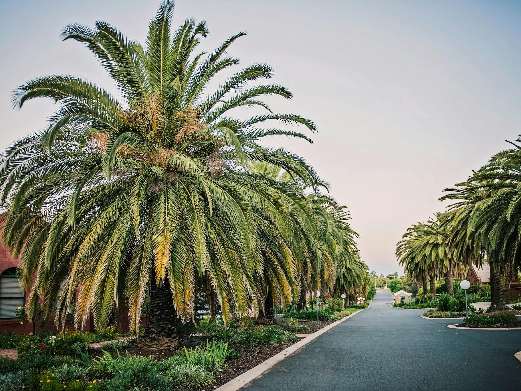 Driveway - Tuileries at De Bortoli Rutherglen