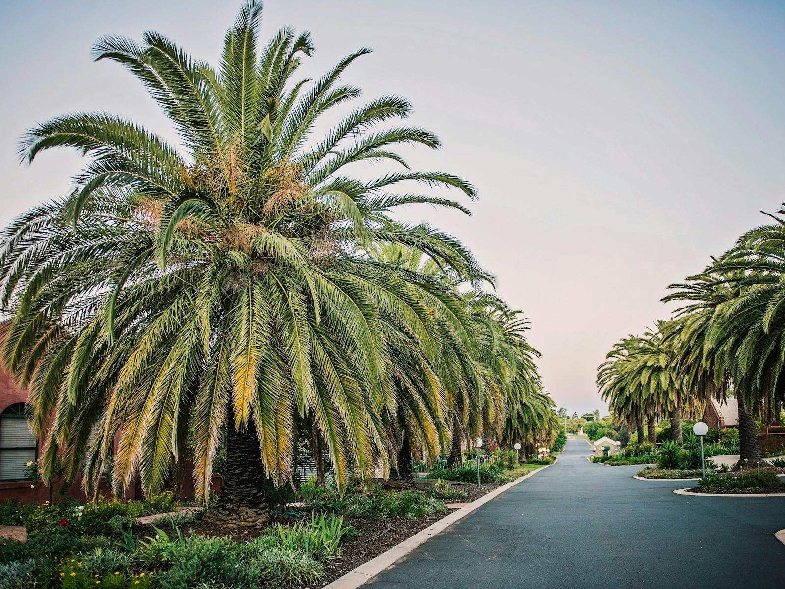 Driveway - Tuileries at De Bortoli Rutherglen