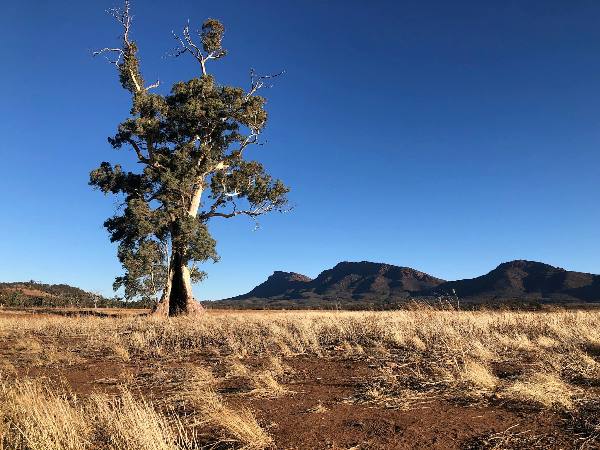 casneaux-tree
