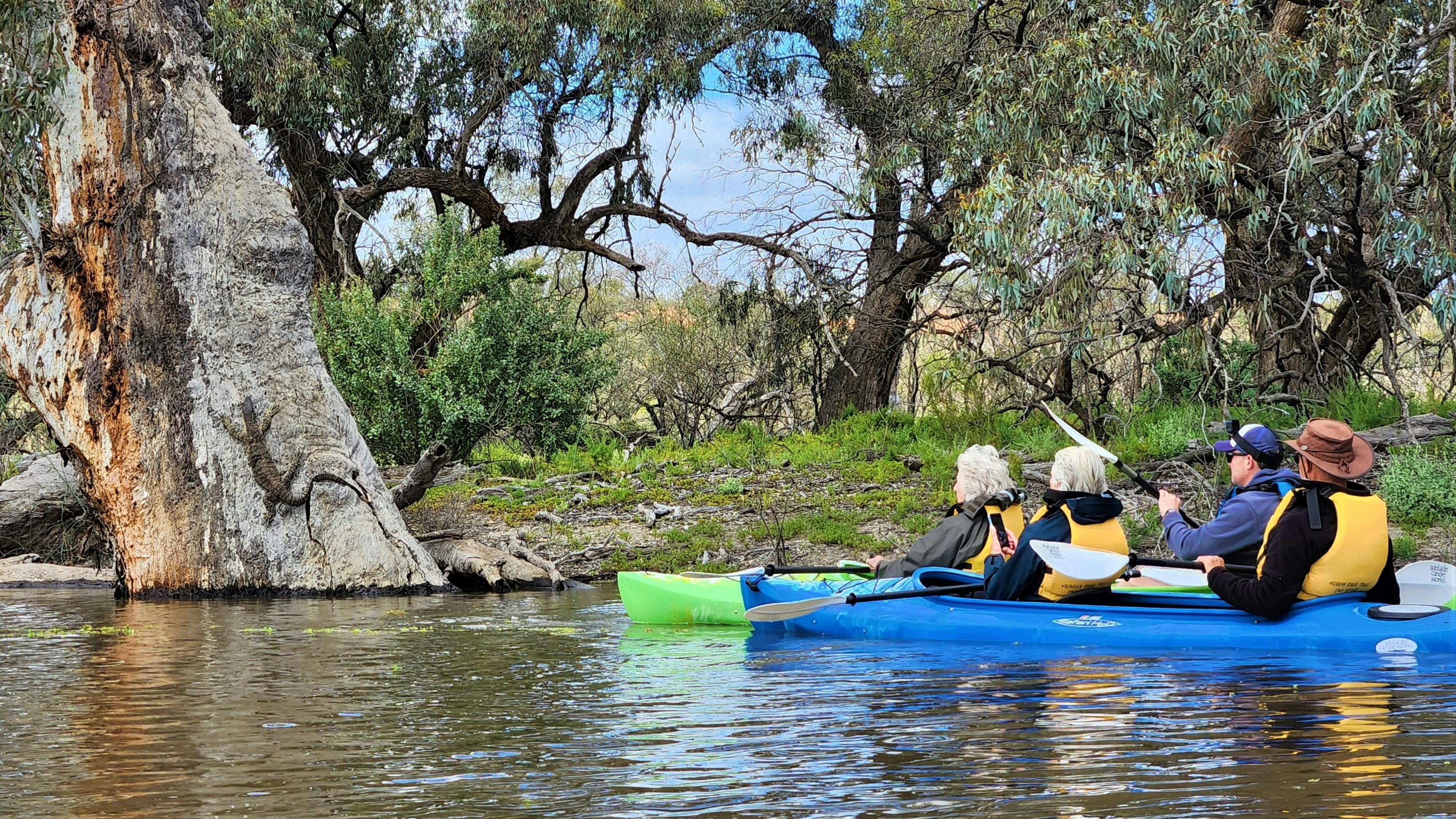 A group of canoers watch a goanna climb a tree on the Murray River