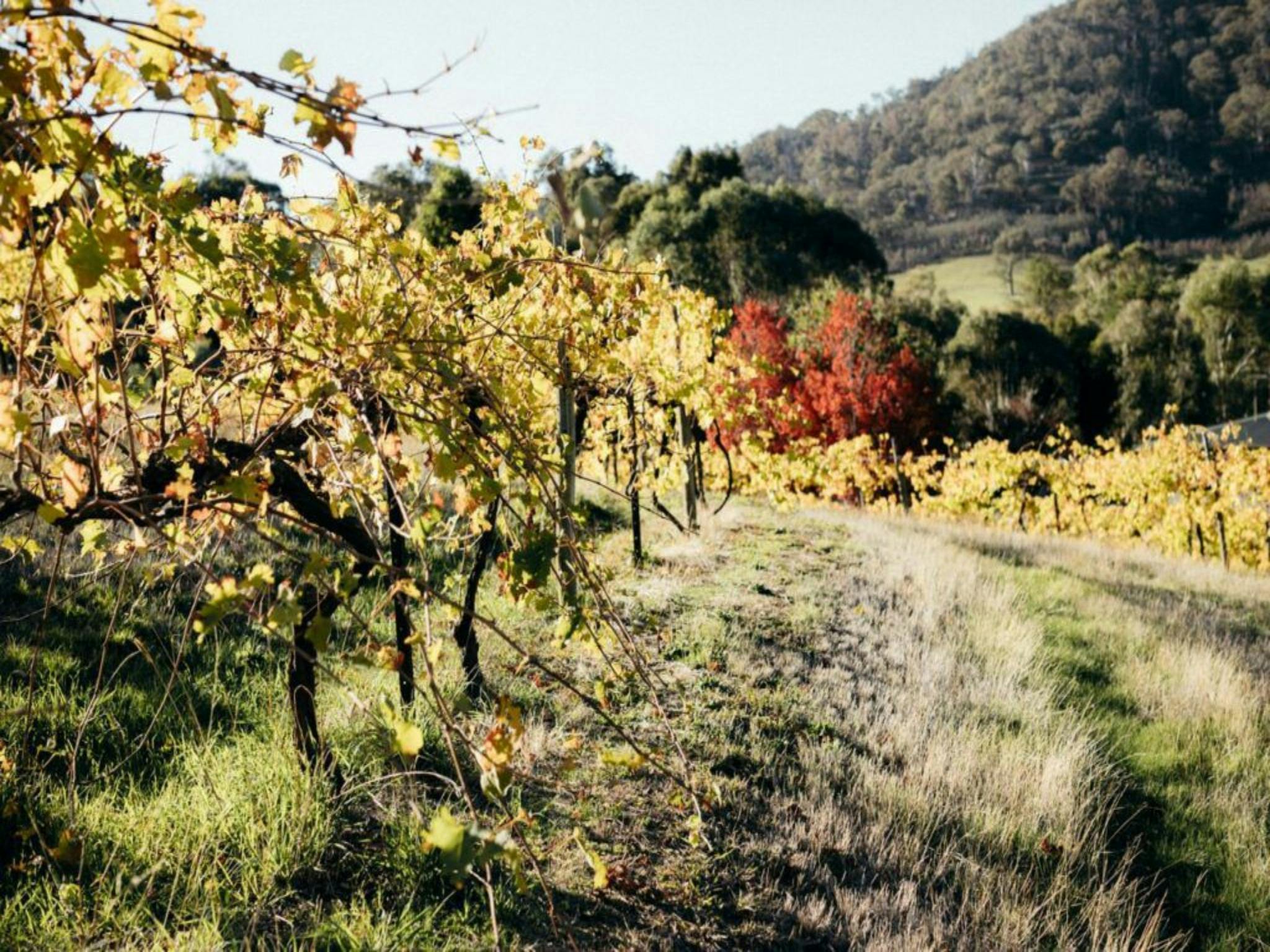 A row of grapevines, in Autumn colours, sun shining