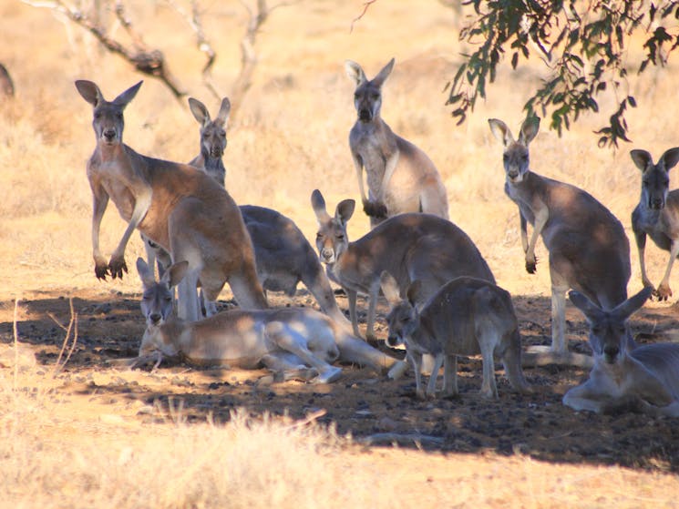 Big Red Kangaroos Outback NSW Tours