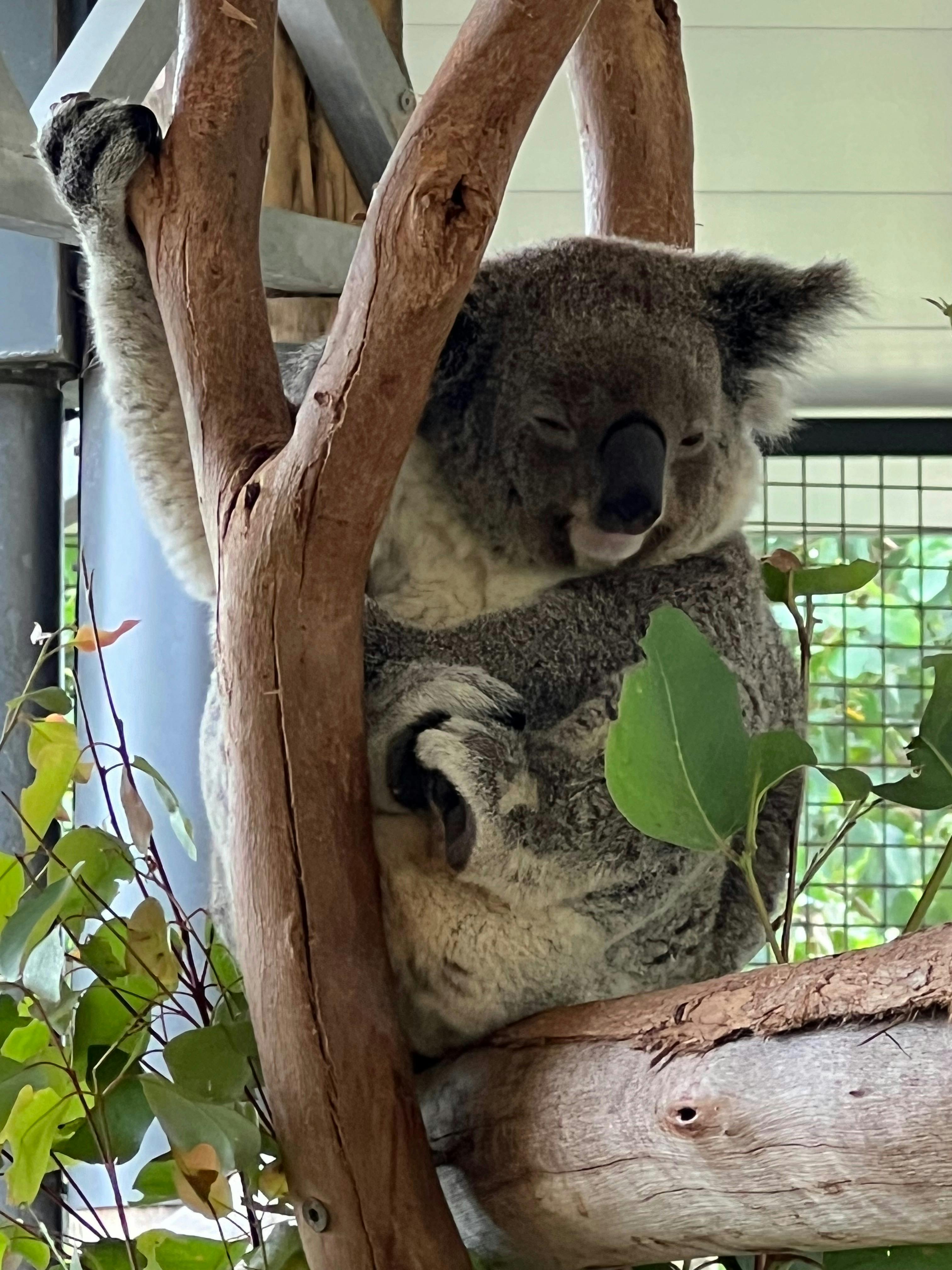 Koala at Sydney Zoo