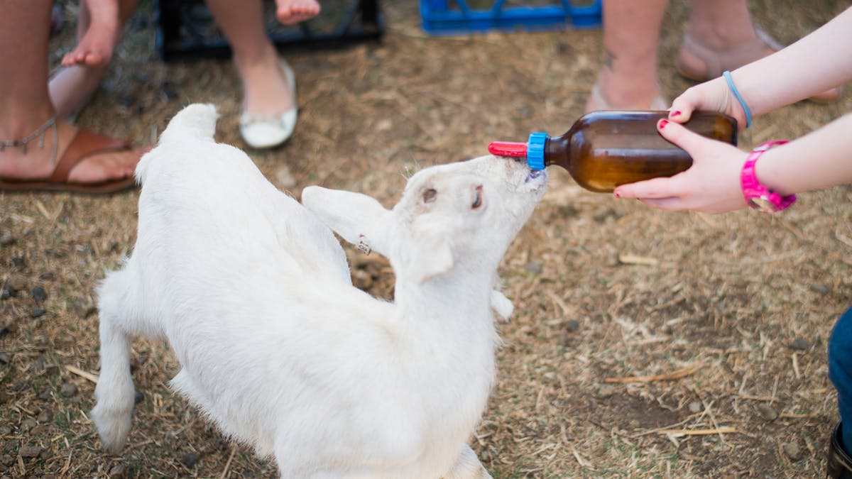 A white goat kid is getting full but doesn't want to stop drinking. A white goat kid is getting full but doesn't want to stop drinking.