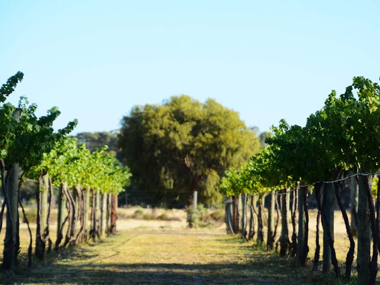 Vineyard at Barham Vines