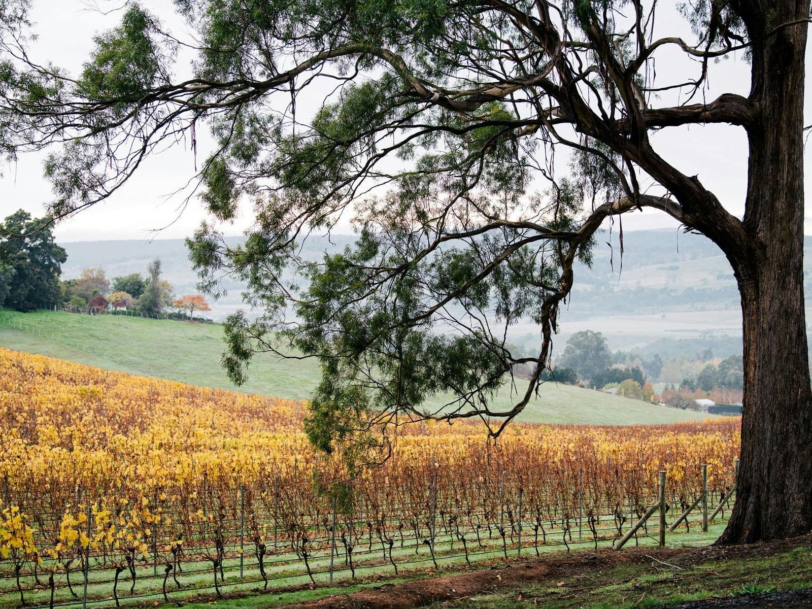 Grape vines and gum tree at Bundaleera Vineyard
