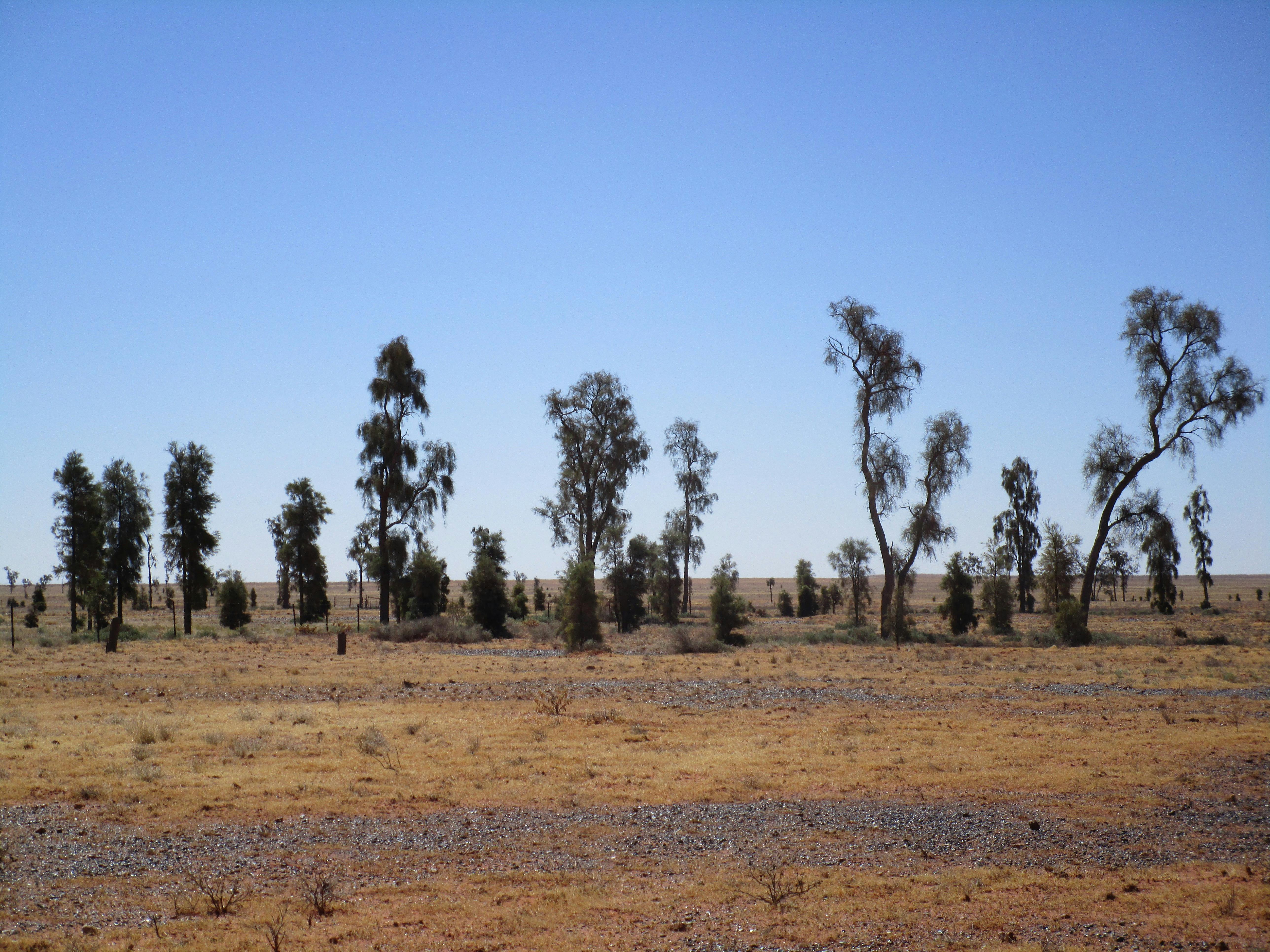 Mac Clark (Acacia peuce) Conservation Reserve