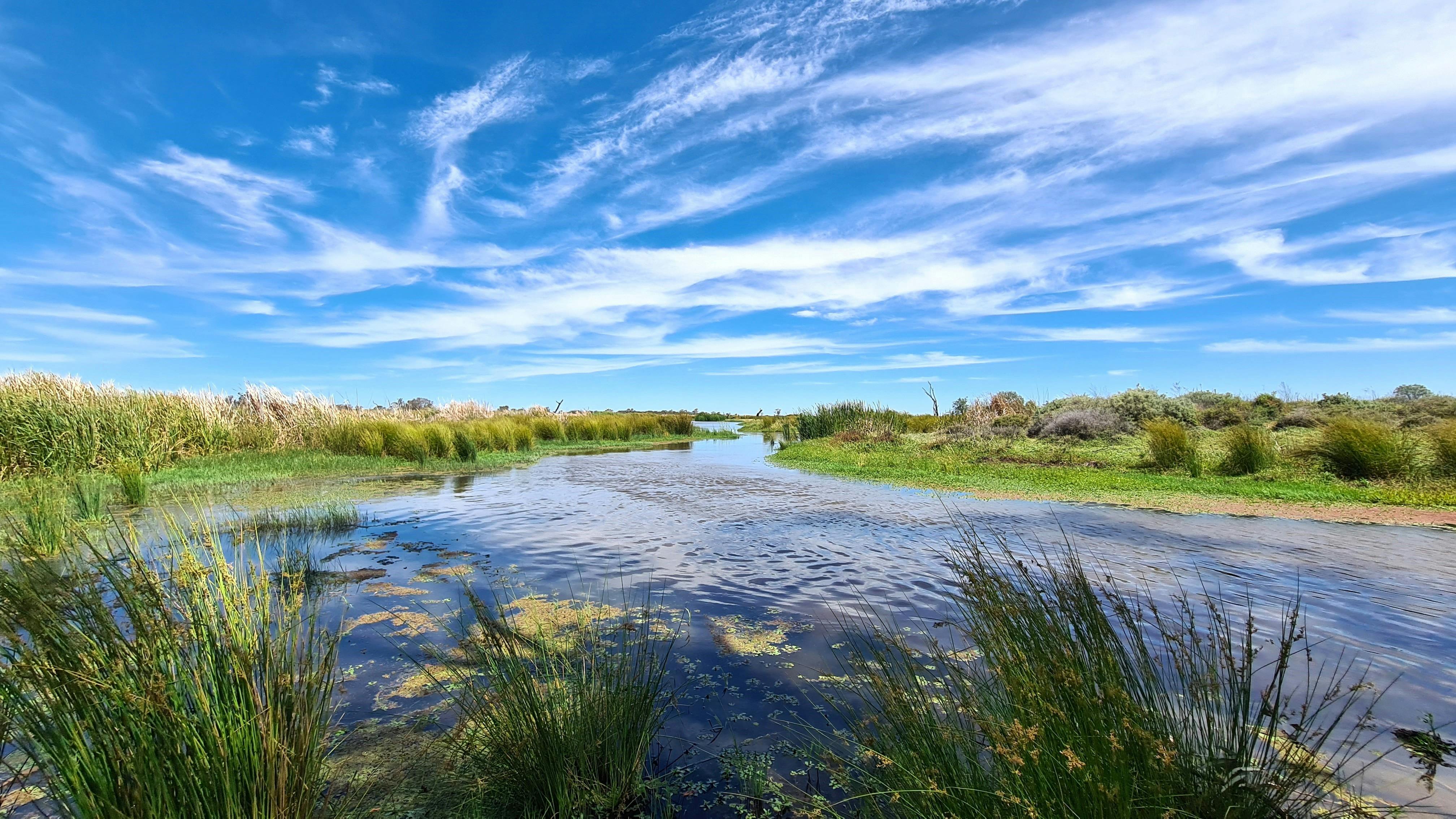 青い空、流れる水、鮮やかな緑の葦が広がる、マコーリー湿地帯の美しい湿地帯
