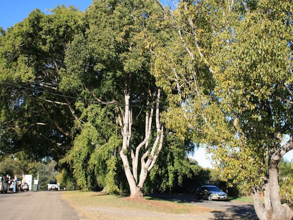 Anzac Avenue Memorial Trees, Beerburrum