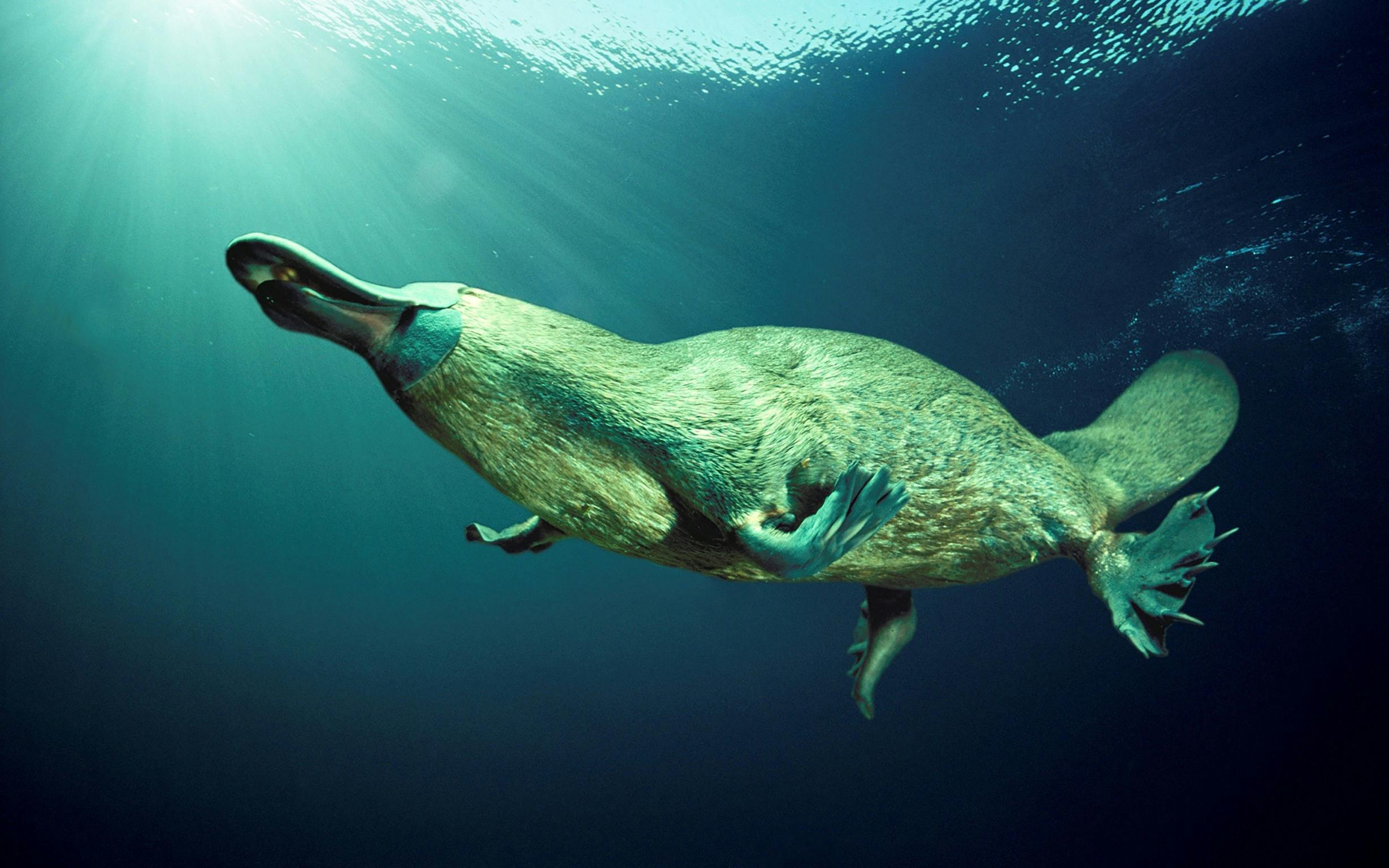 The Australian Platypus Centre