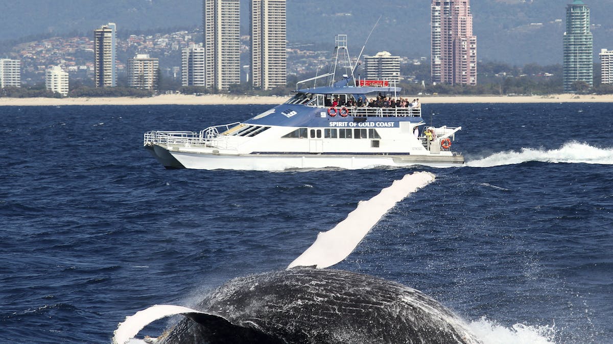 Spirit of Gold Coast Whale Watching
