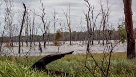 Wooroolin Wetland