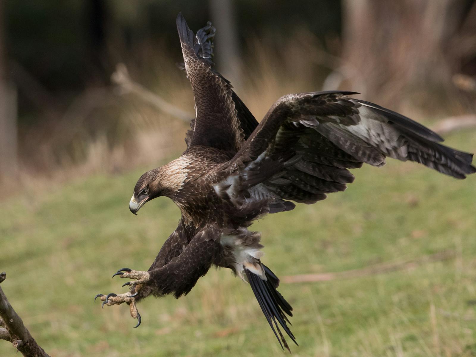 Wedge Tailed Eagle - Inala Nature Tours