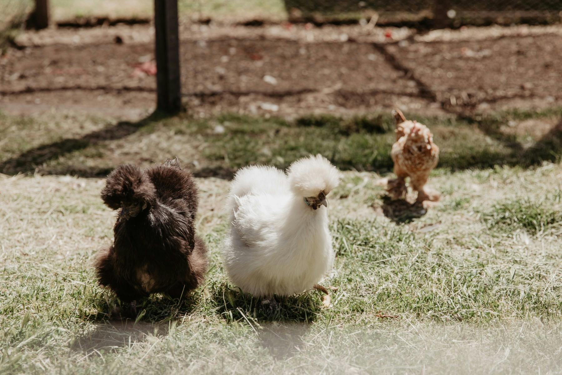 Chickens in the Yard