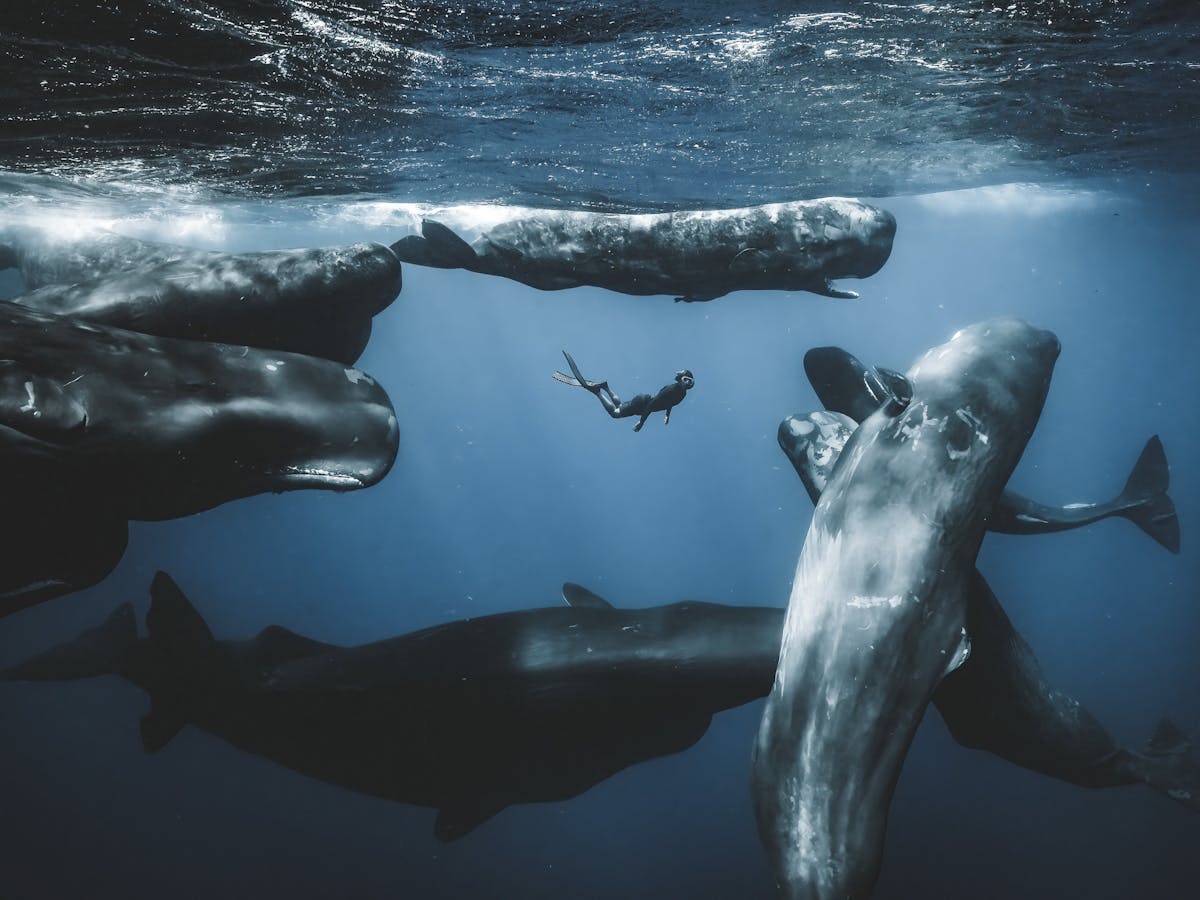 A lone diver is surrounded by sperm whales in Dominica