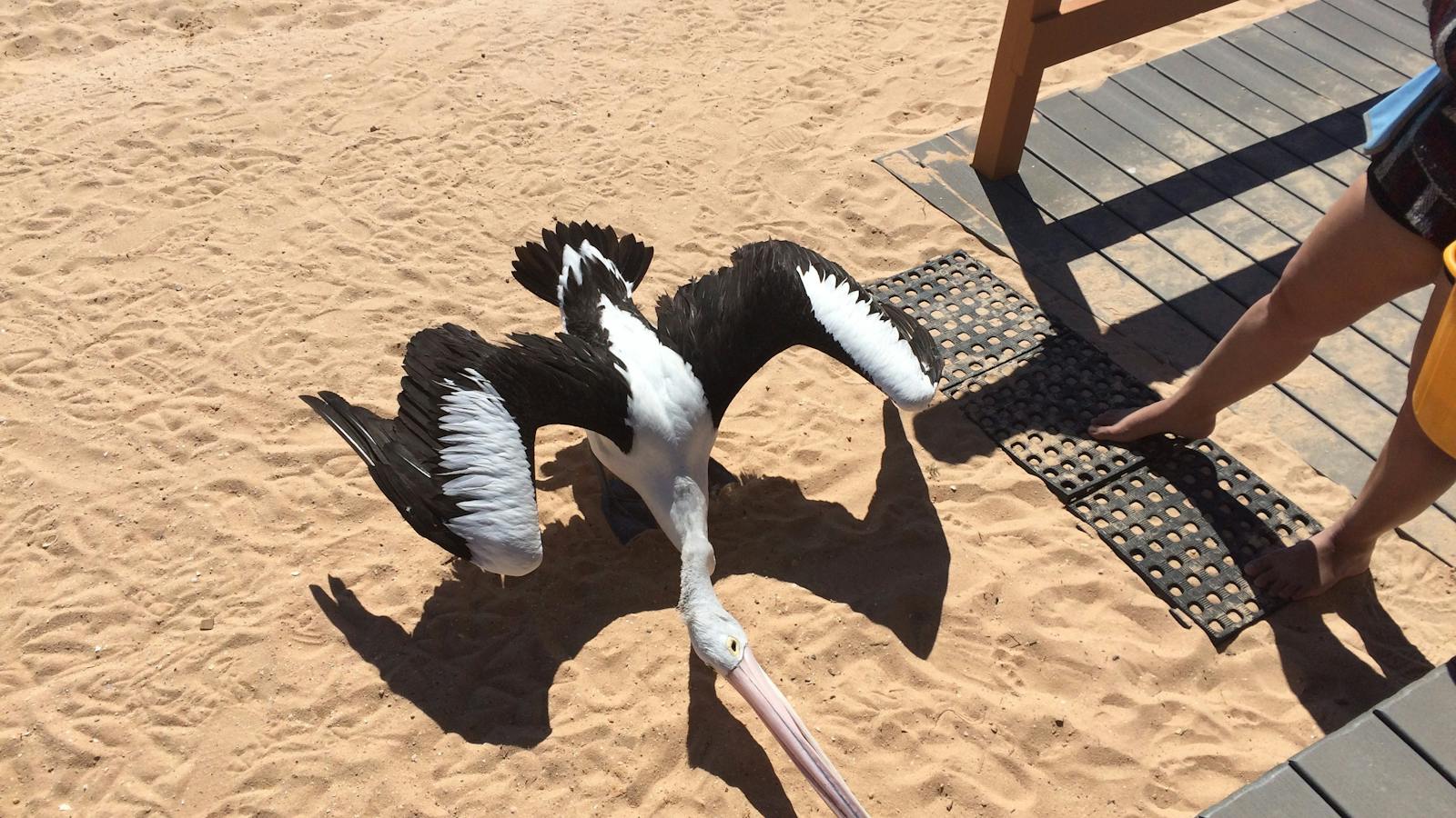 Playful pelican