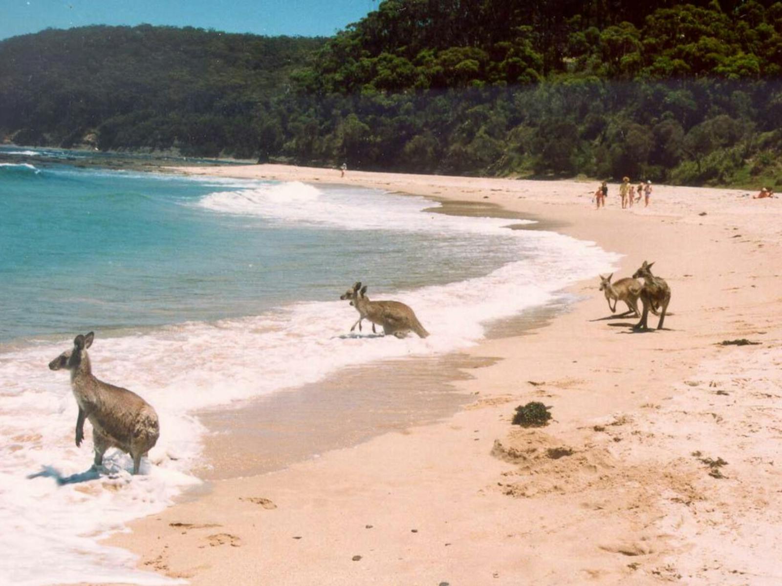 Kangaroos love Kioloa Beach too!