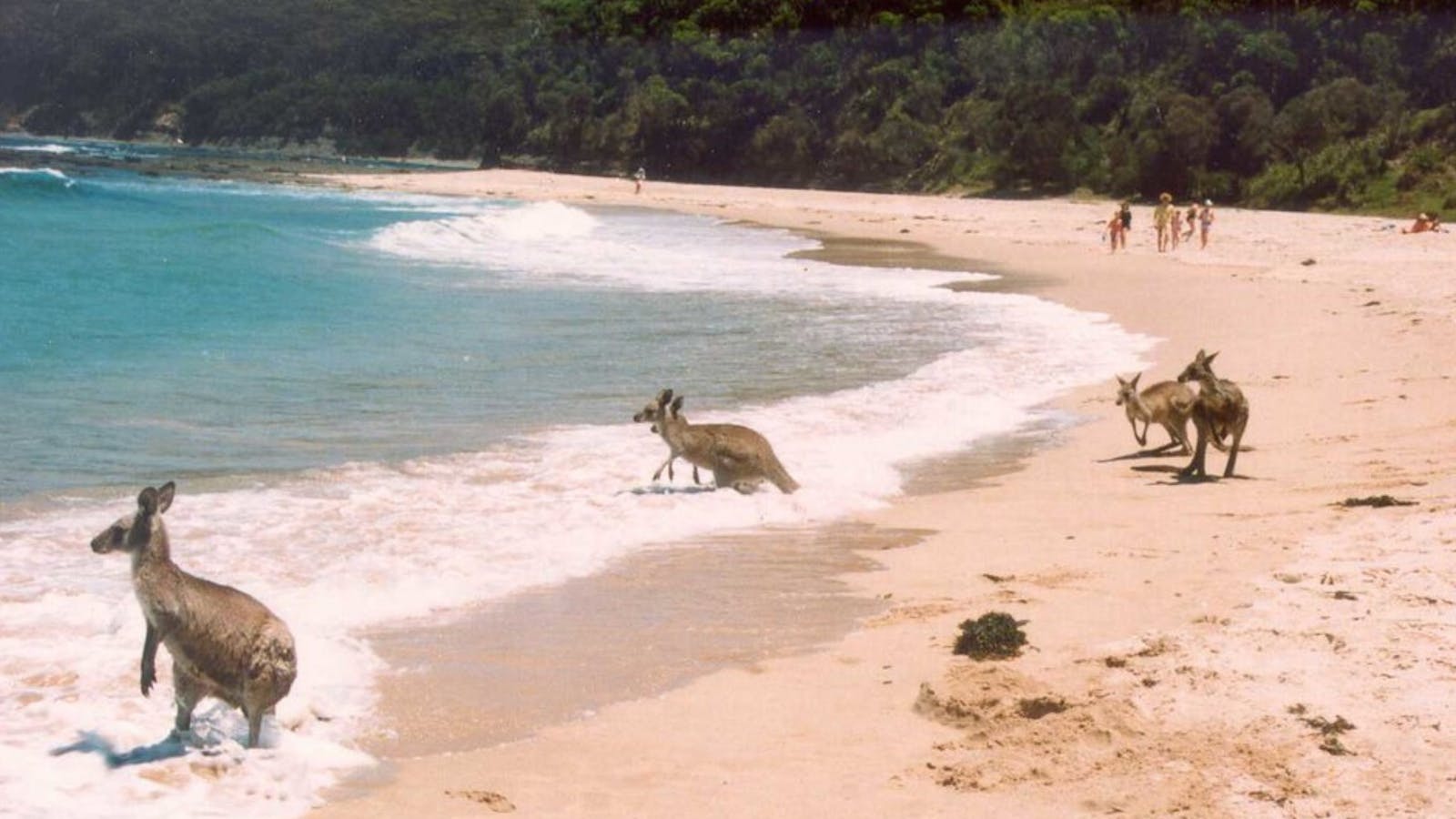 Kangaroos love Kioloa Beach too!