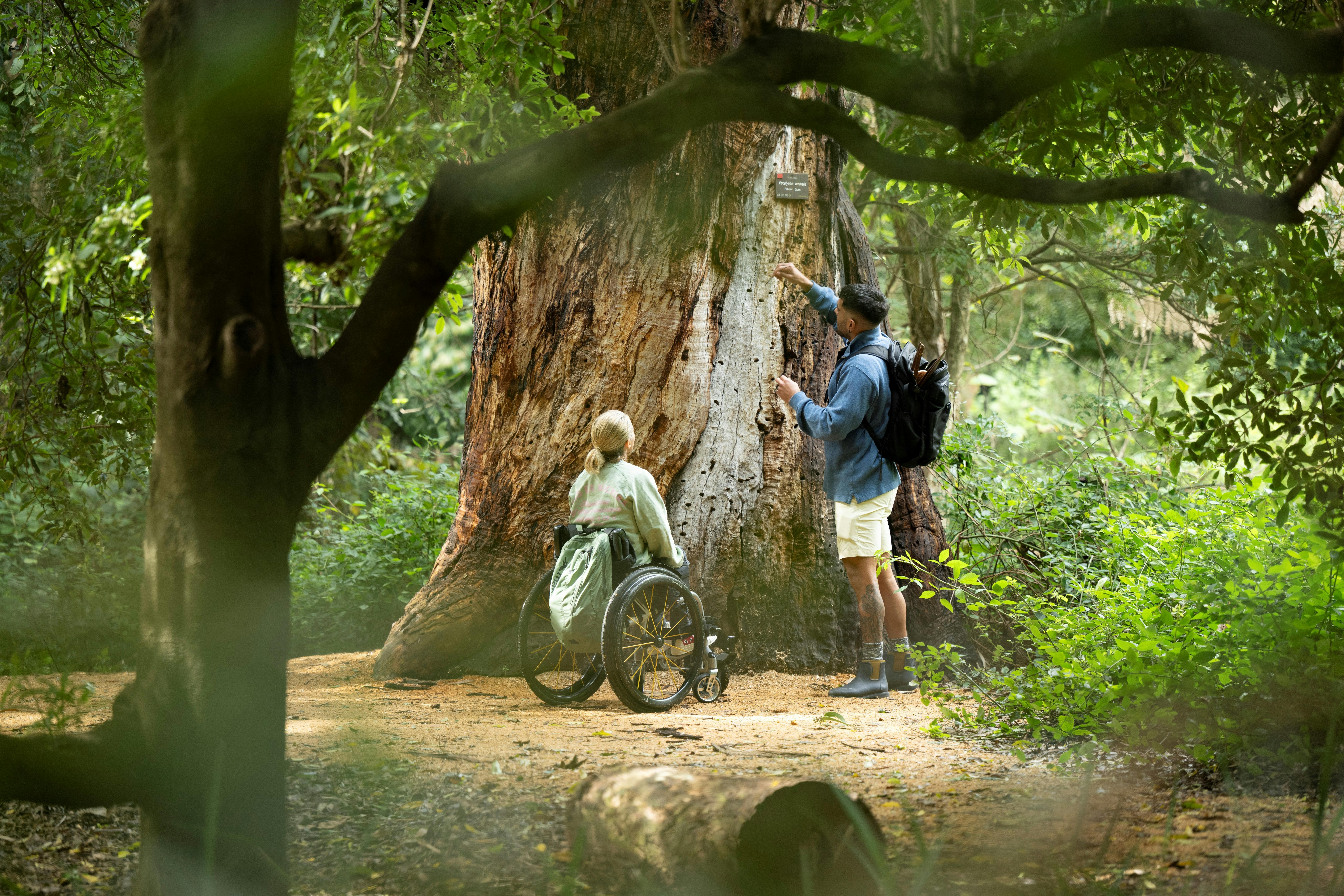 Bookabee guide, Tjimari on tour with Sam Bloom discussing grub holes in a gum tree, ADL Bot Gardens