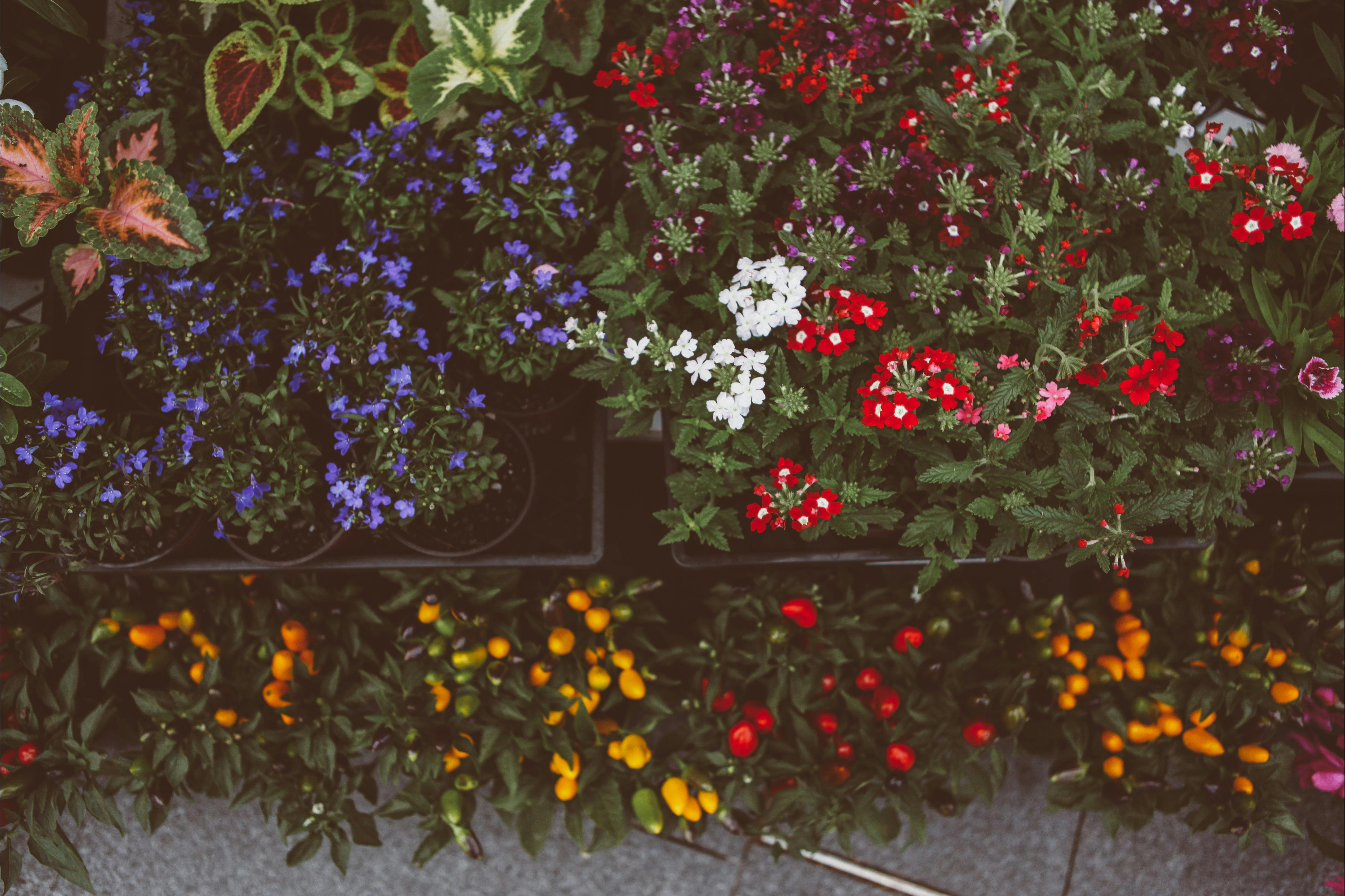 Close up of flowers and plans from Zerrin's Evergreen stall