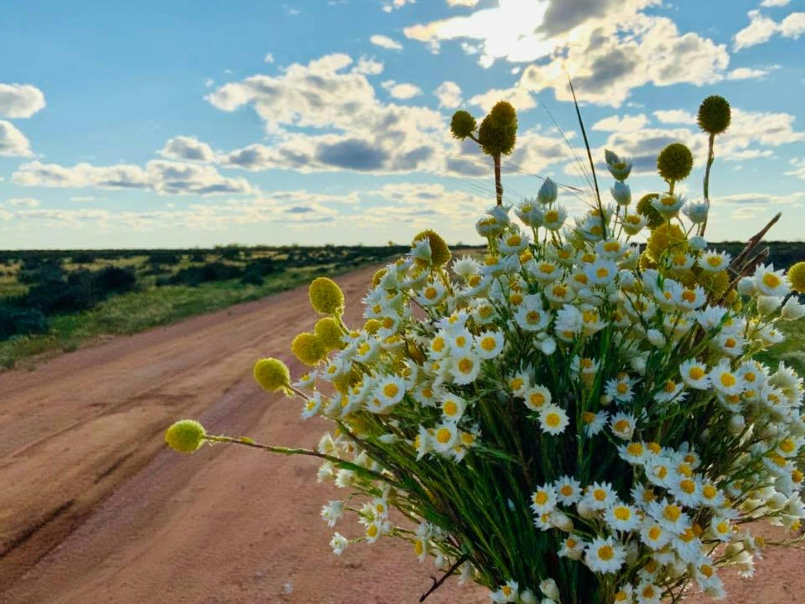 Wild Flowers on the Plains