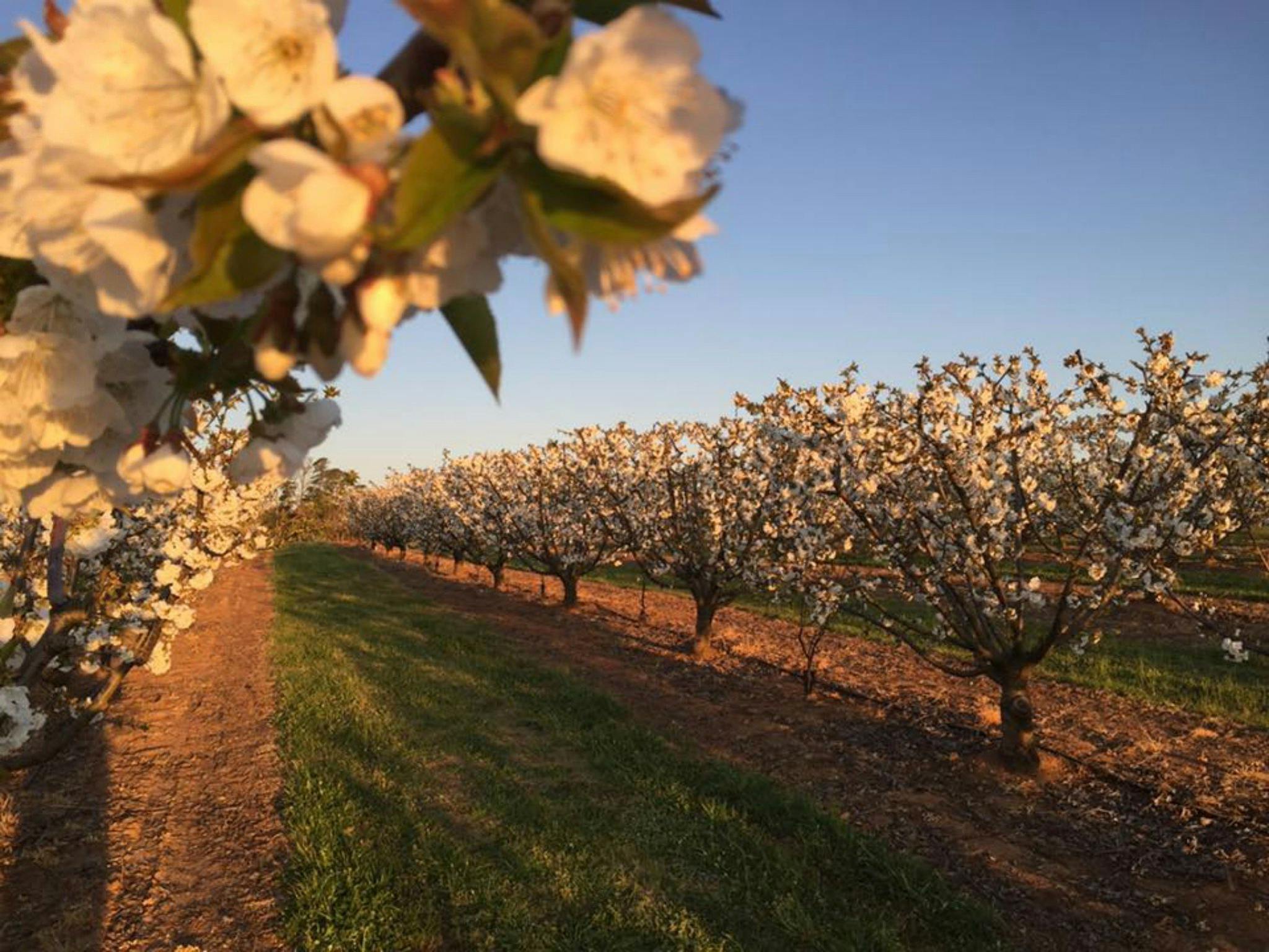 Valley Fresh Cherries and Stonefruit NSW Holidays &