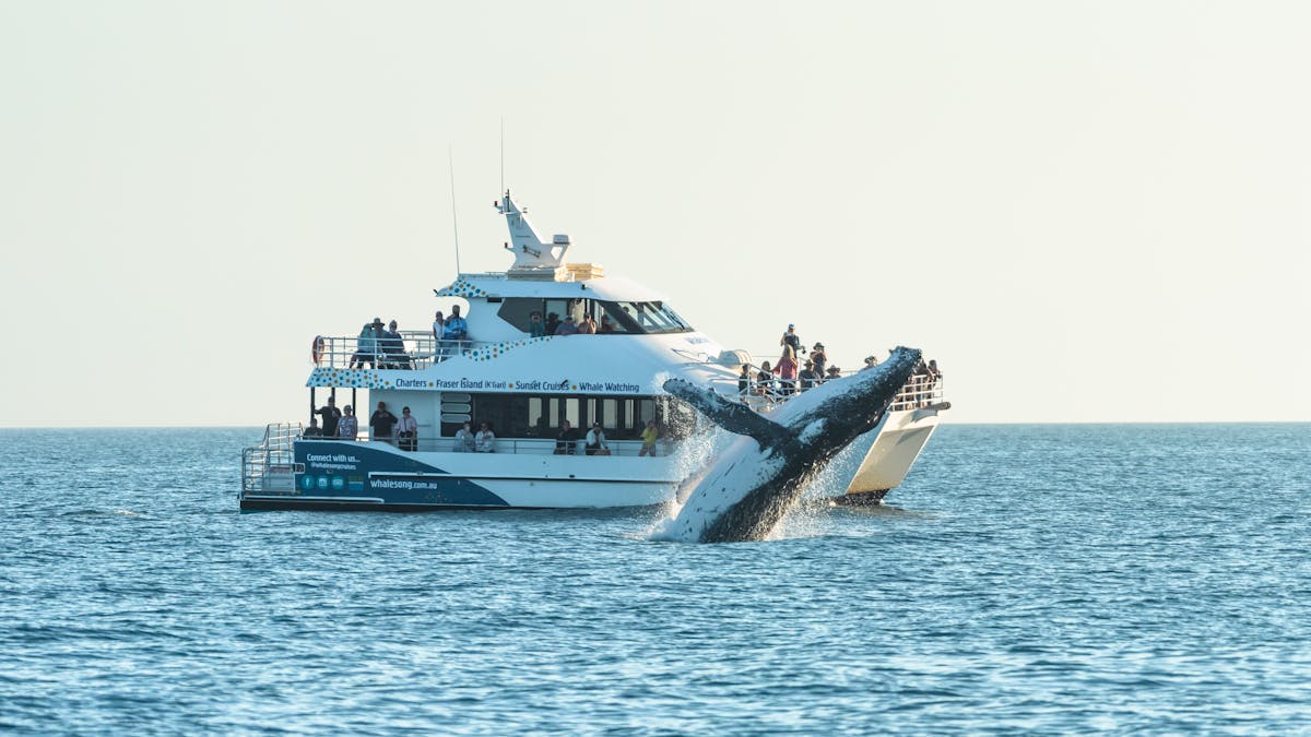 Whalesong Cruises Humpback whale watching breach by boat