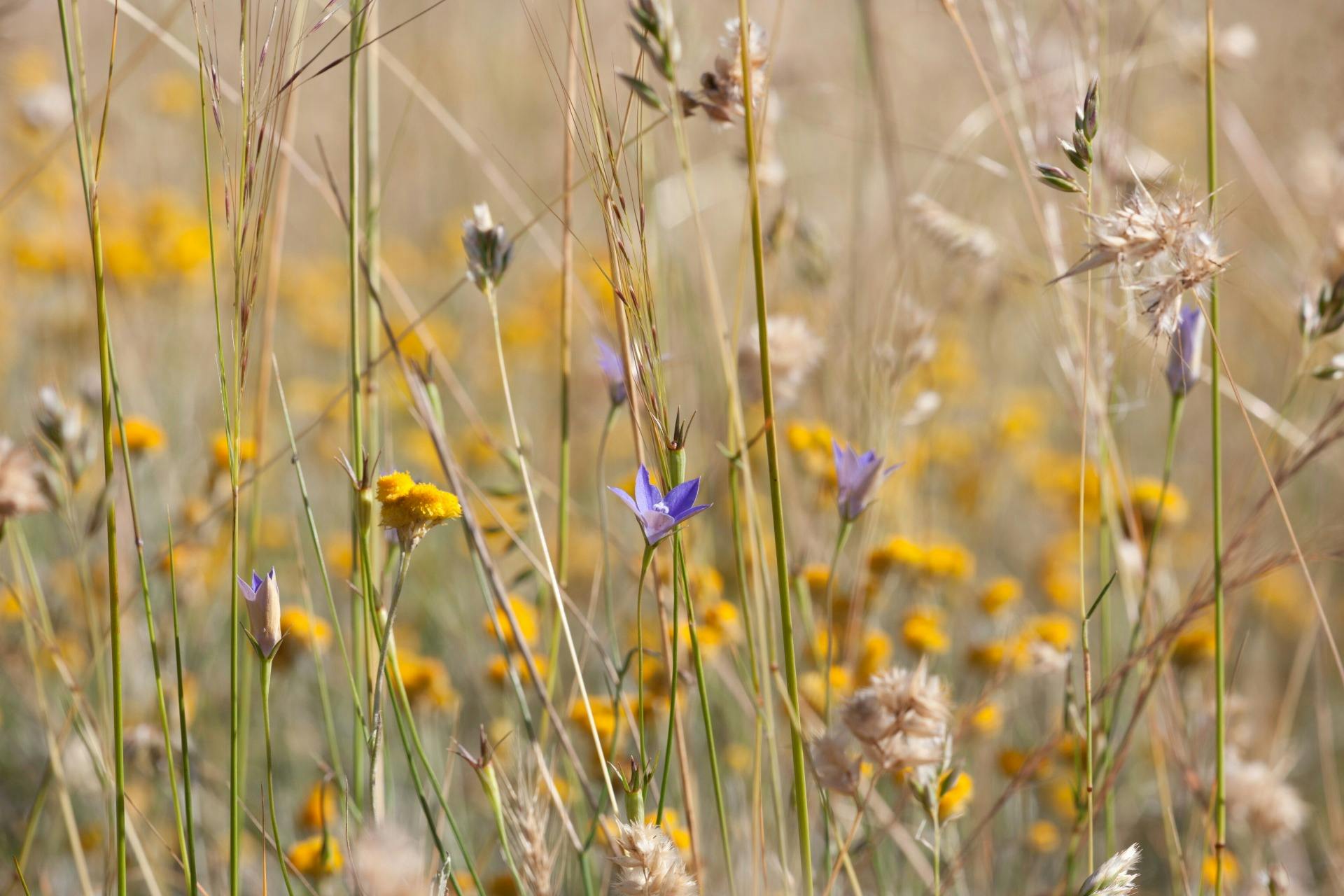 Closeup photo of native flowers at Mugga Mugga