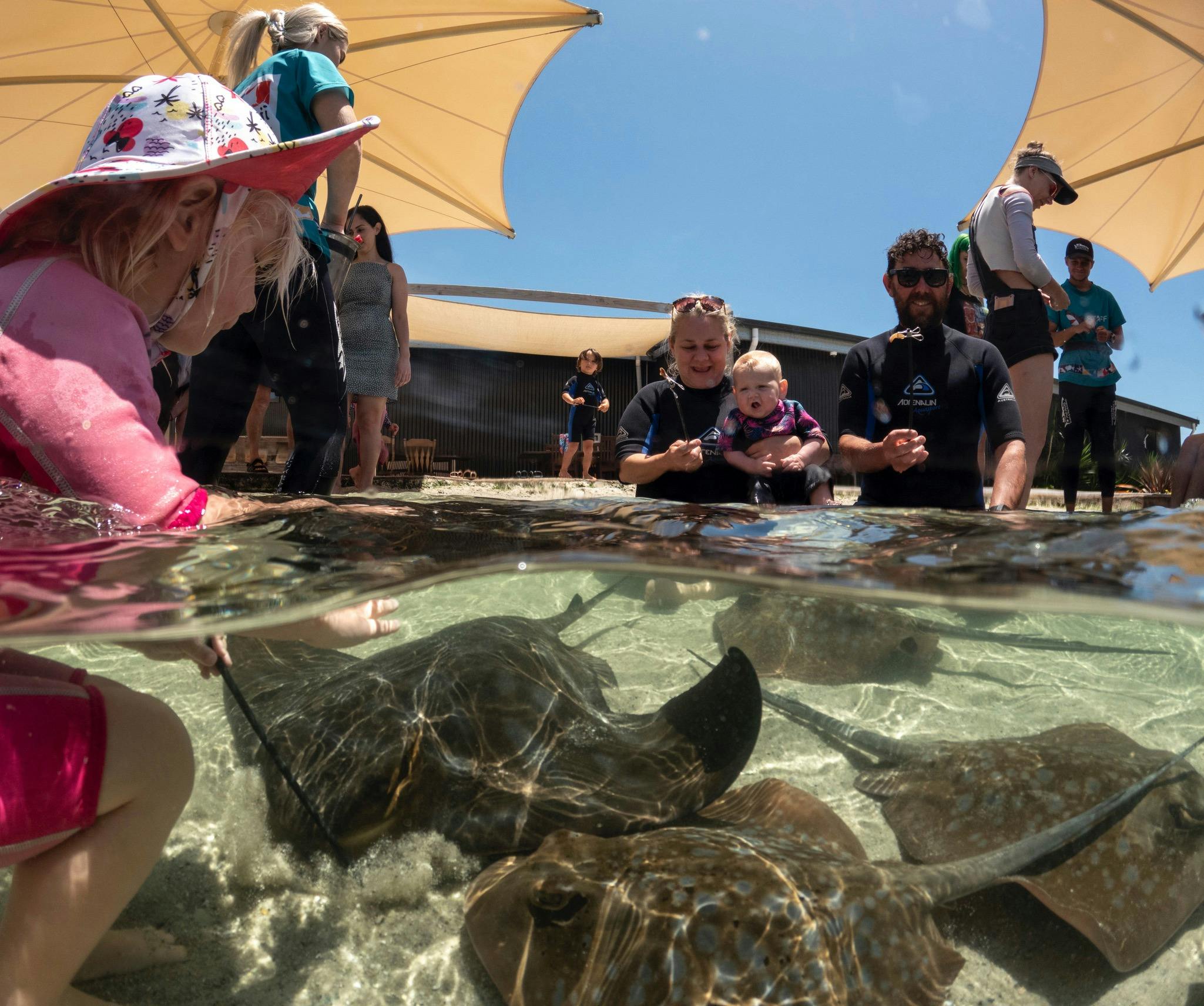 Girl feeding & petting stingrays with her family.
