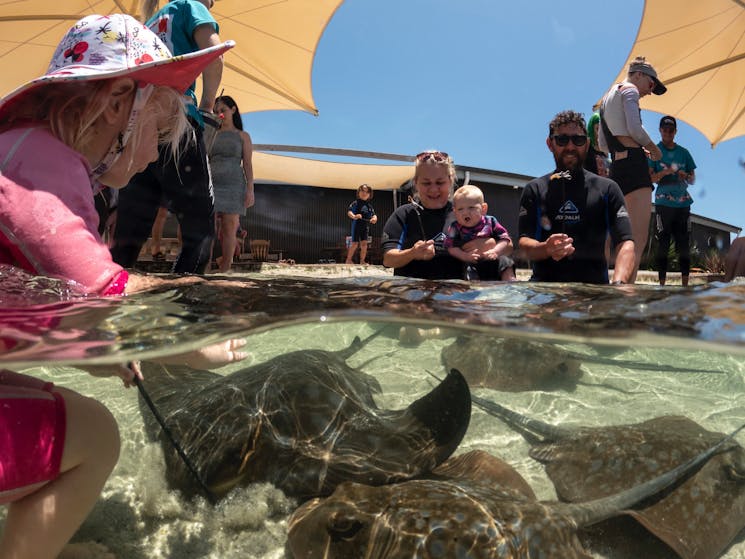 Girl feeding & petting stingrays with her family.