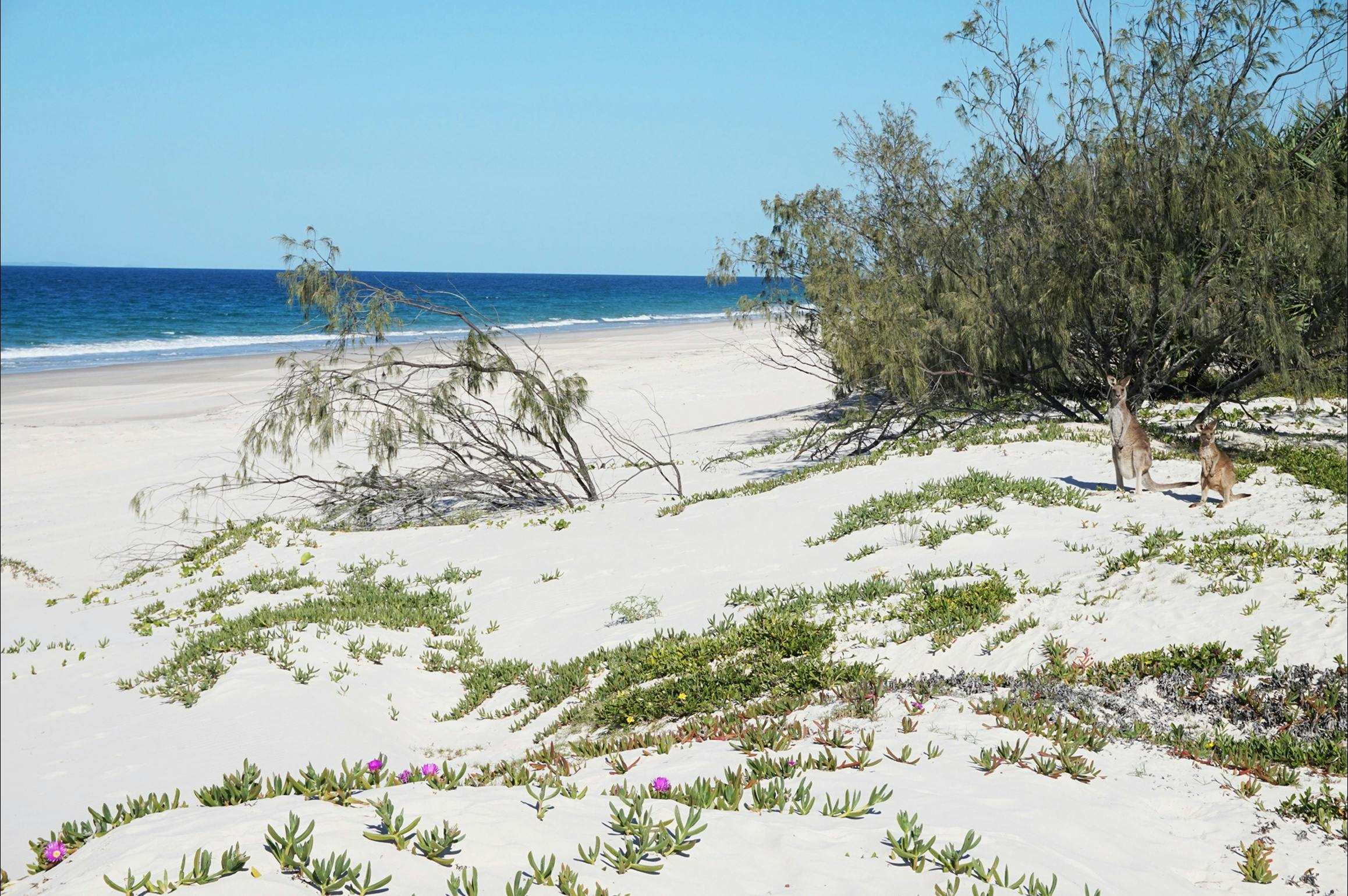 Kangaroos on bribie beach